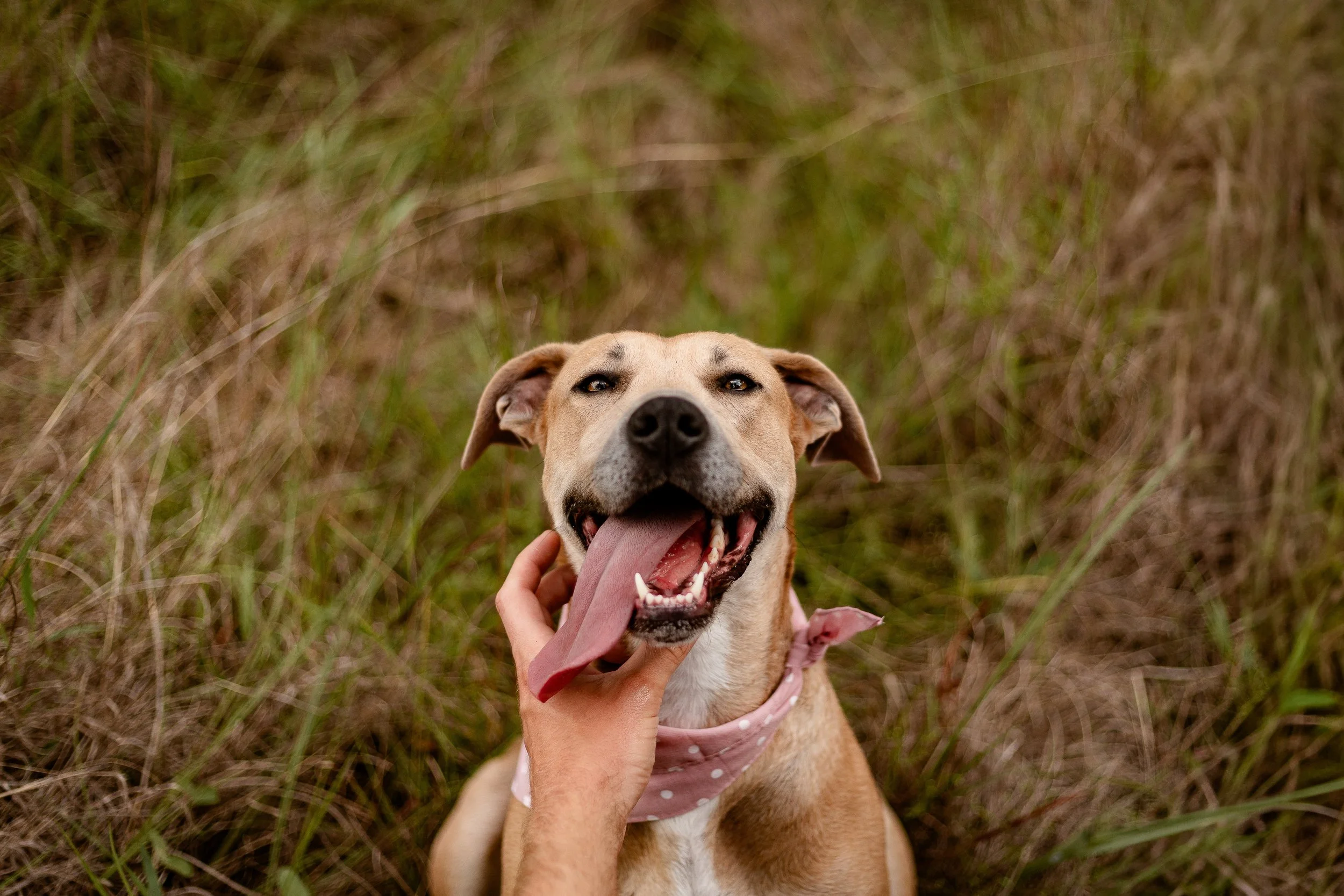 The-Woodlands-Texas-Dog-Photographer.jpg