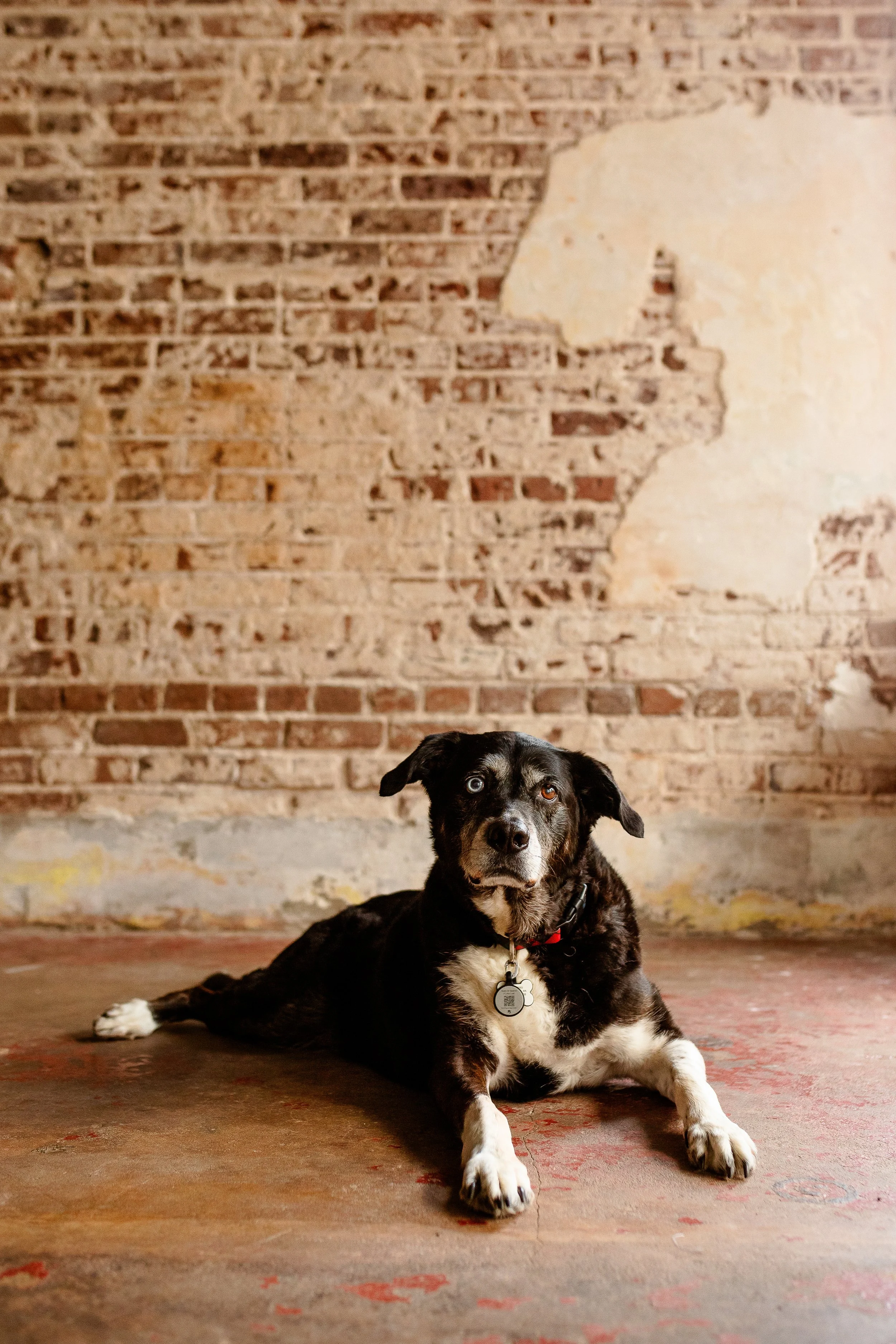 Studio-Dog-Photography-Session-Houston.jpg