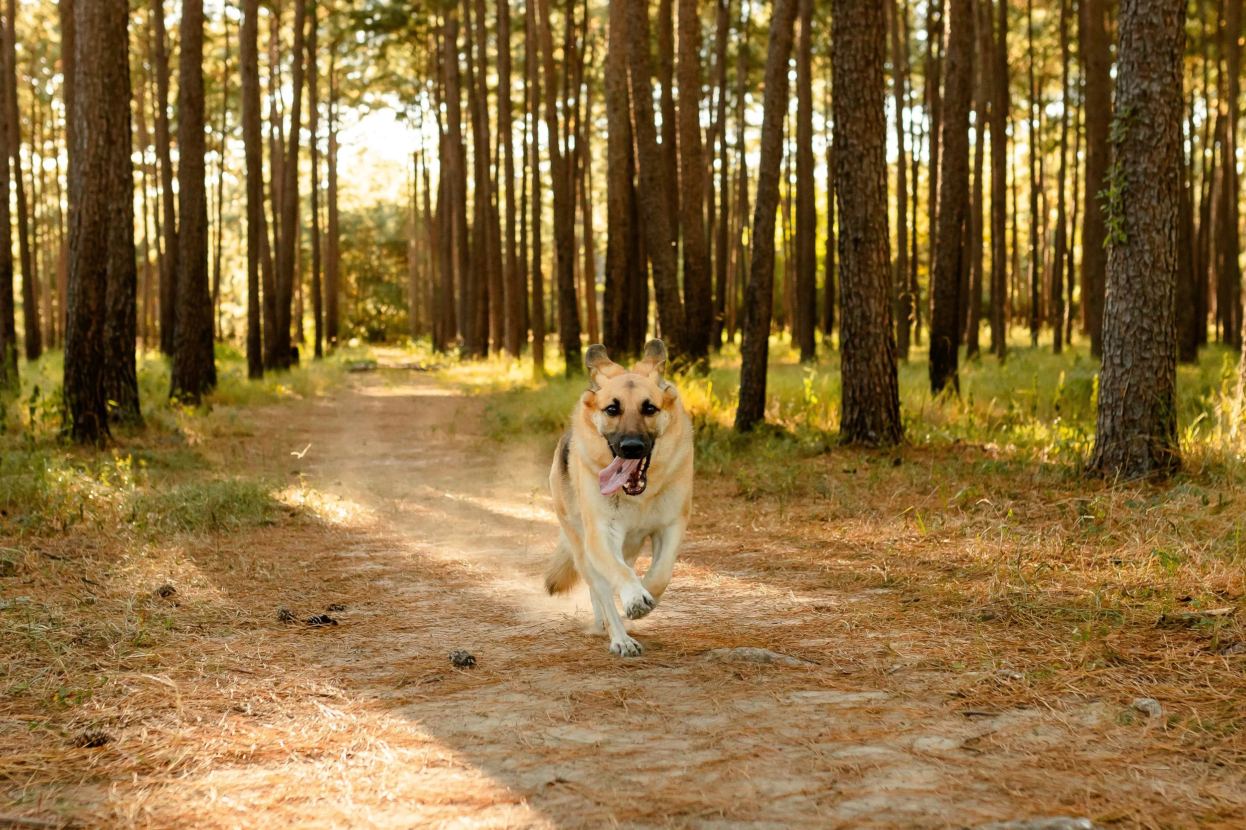 W-G-Jones-State-Forest-Dog-Photography.jpg