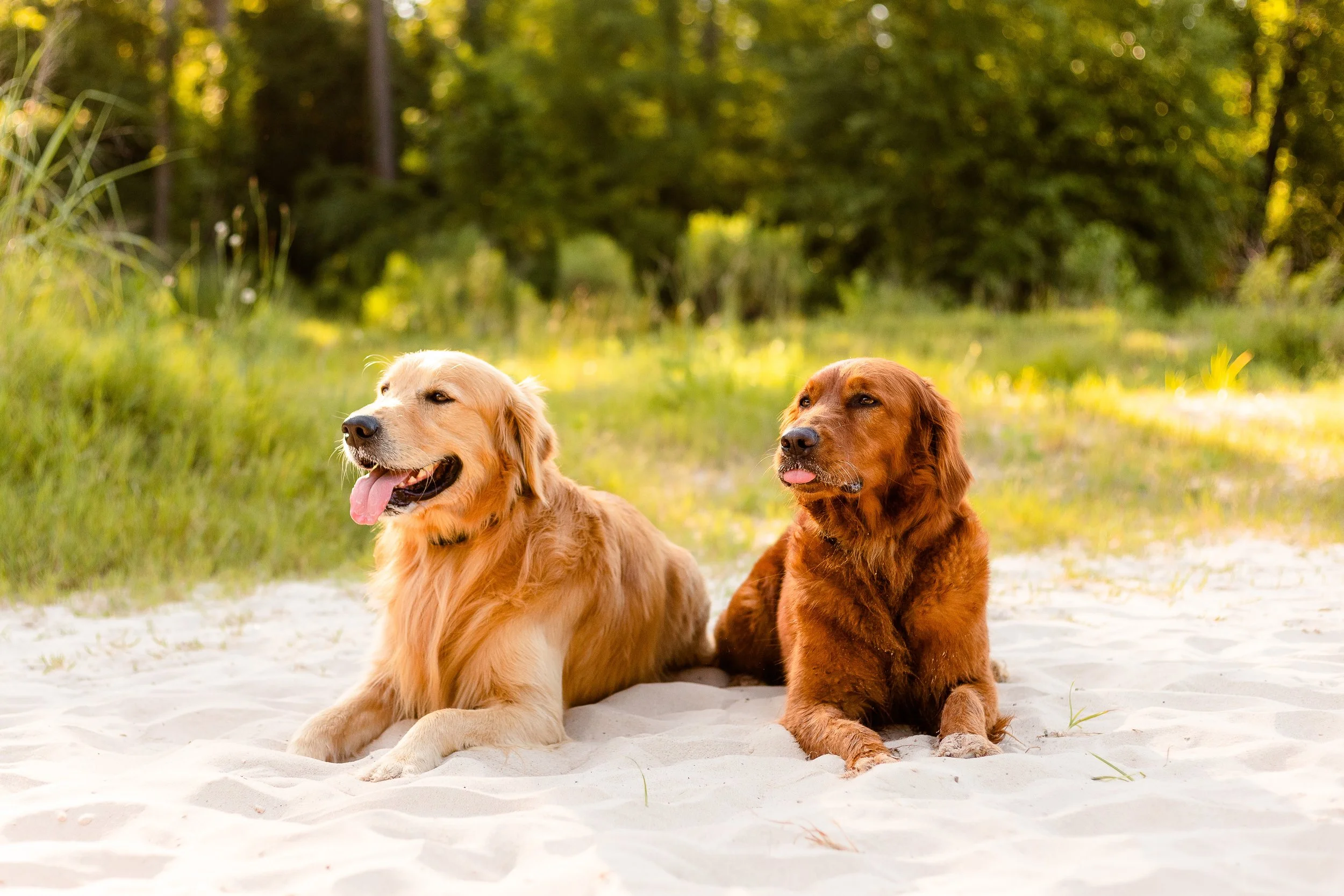 Dog-Photography-Creek-Photoshoot-Spring-Texas.jpg