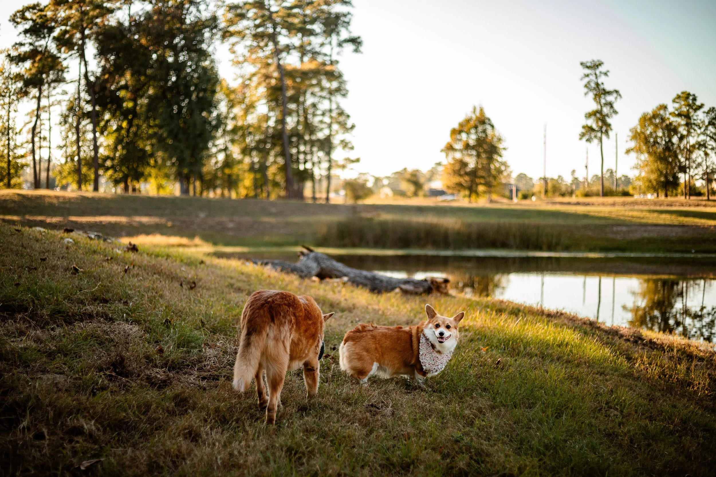 Dog-Photographer-Houston-Pet-Photography.jpg