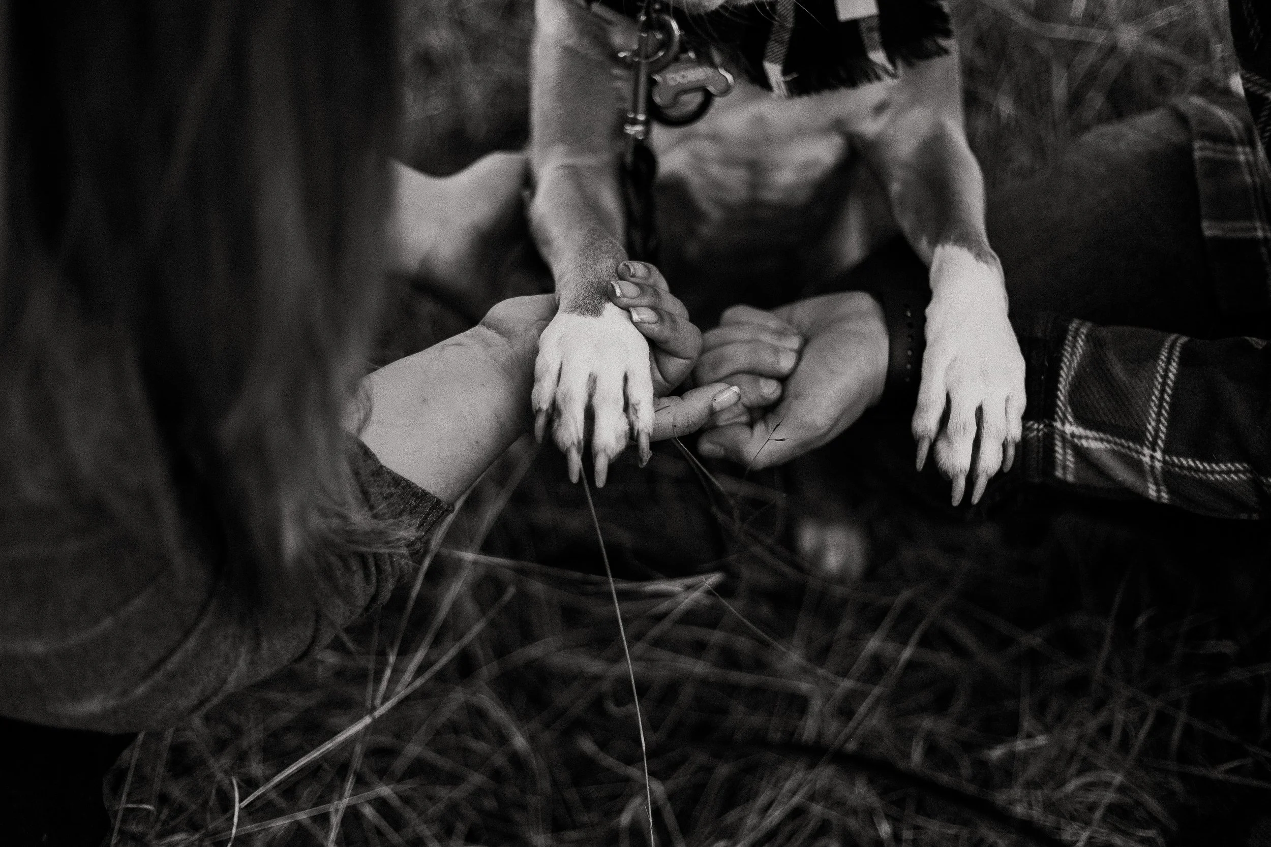 Houston-Pet-Photographer.jpg