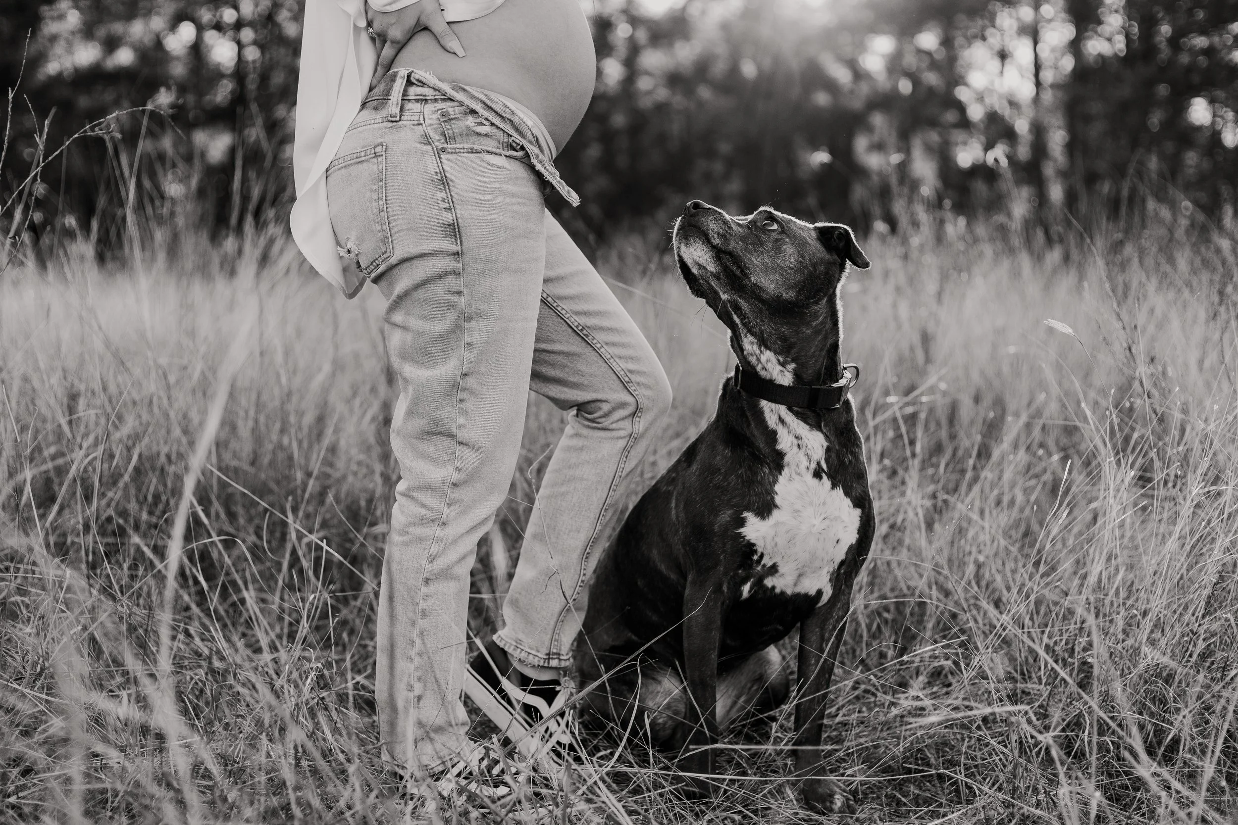 Maternity-Photography-With-Dogs-Houston-Photographer.jpg
