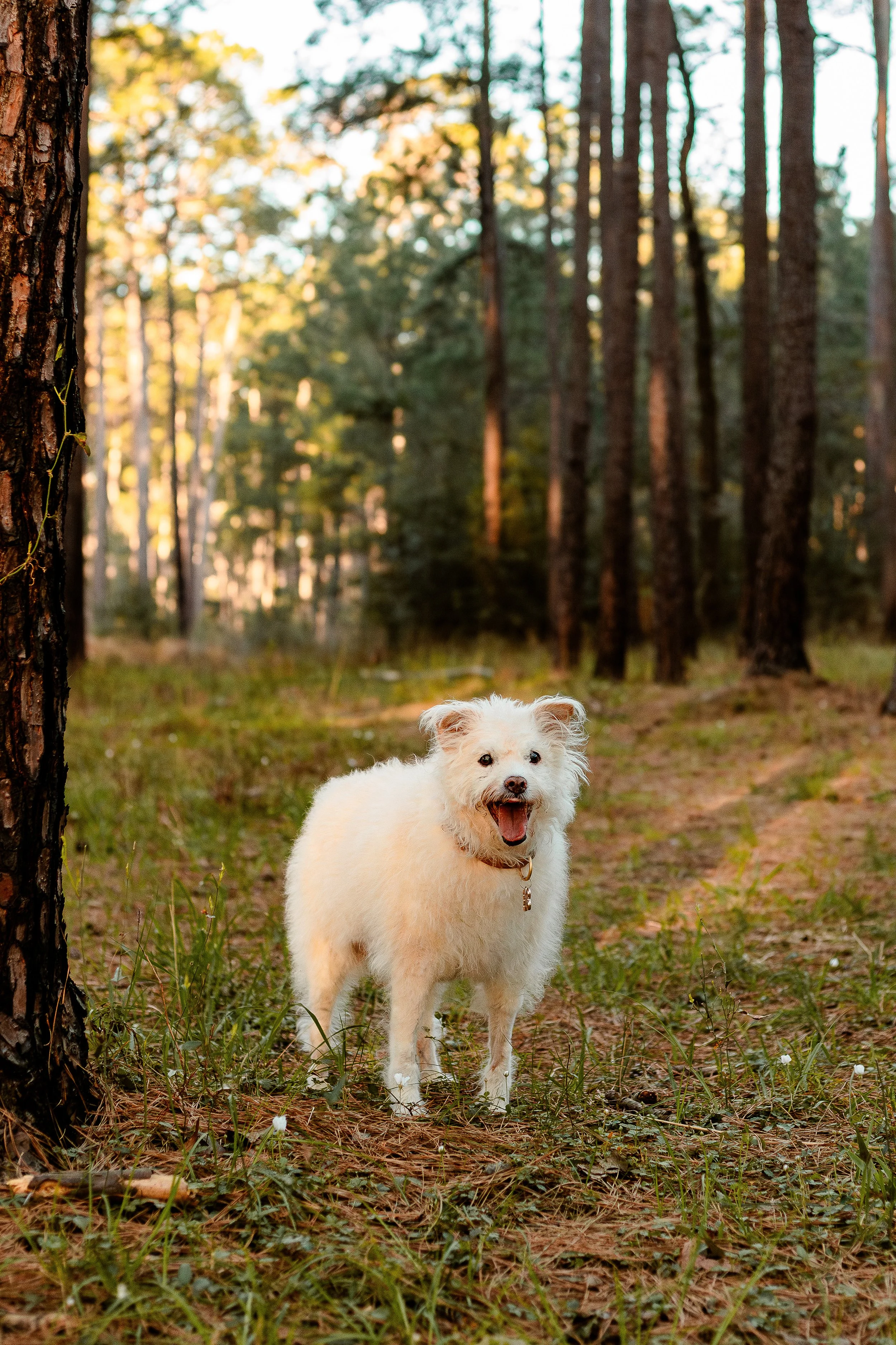 Forest-Photography-With-Dogs-Houston-Photographer.jpg
