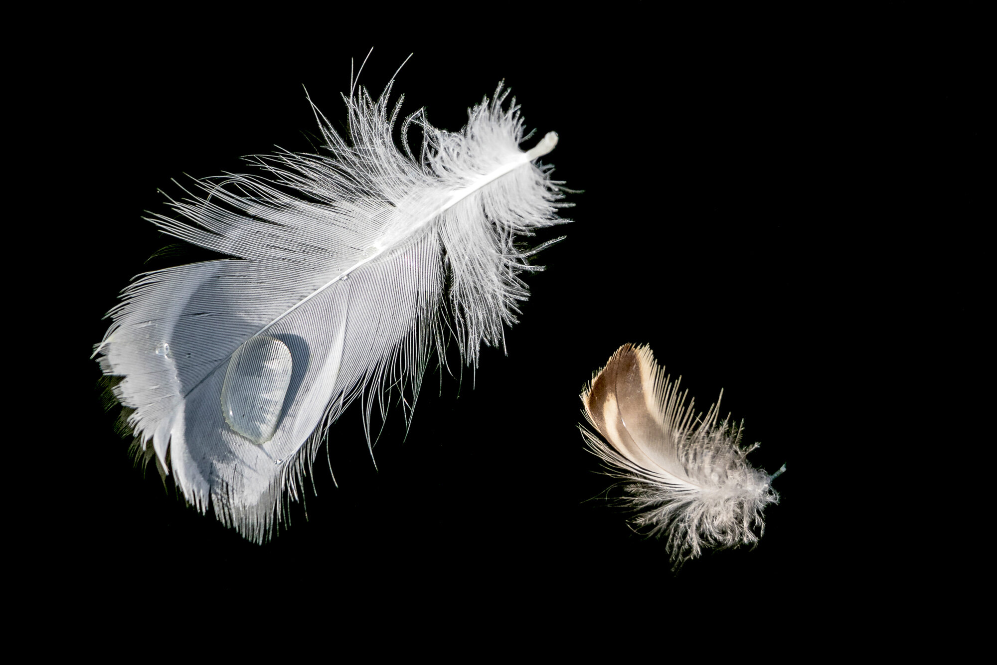 Feathers