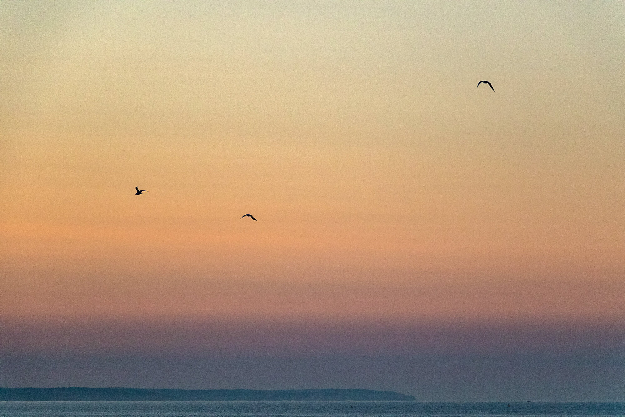 Seagulls in the air
