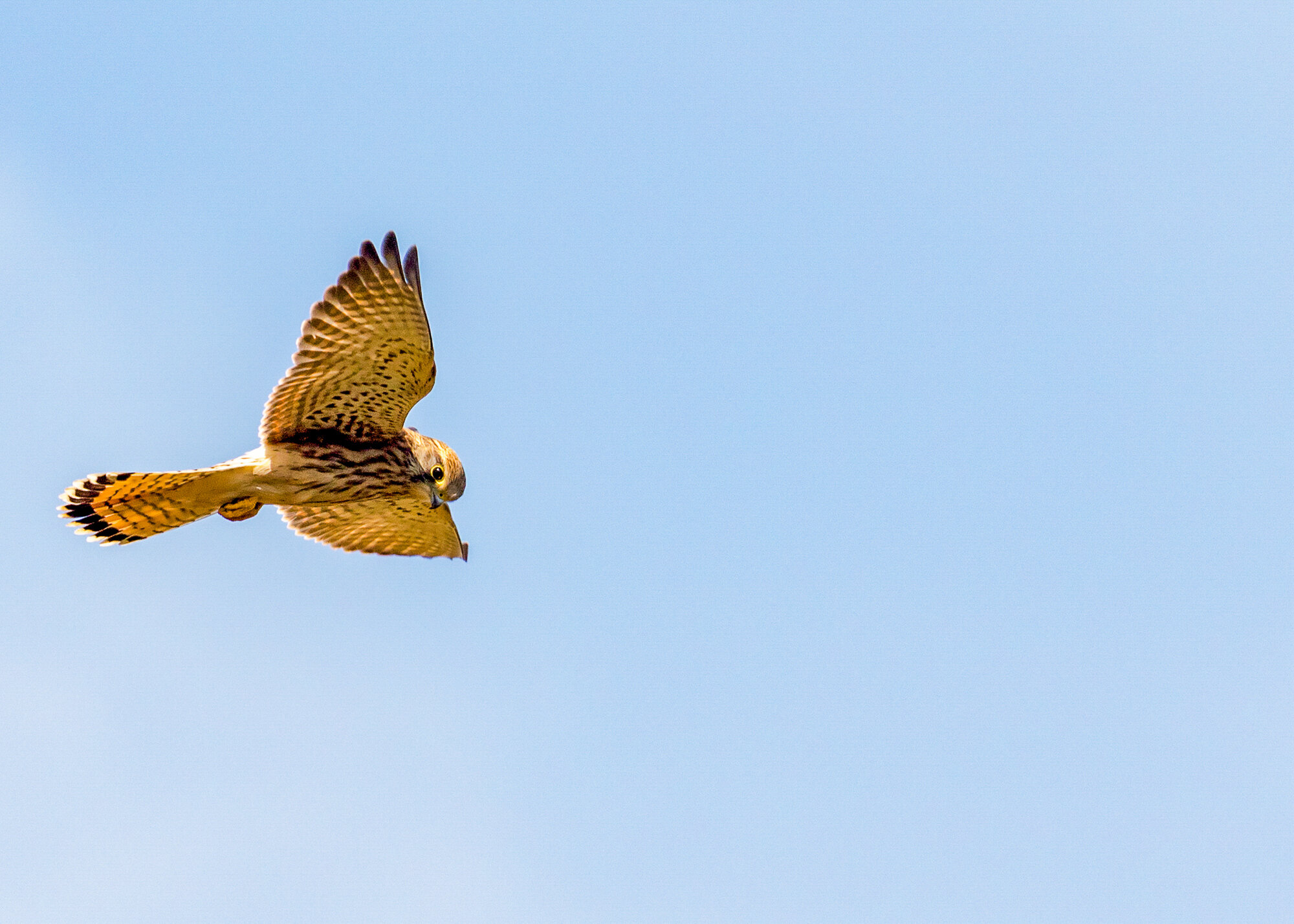 Kestrel on the lookout