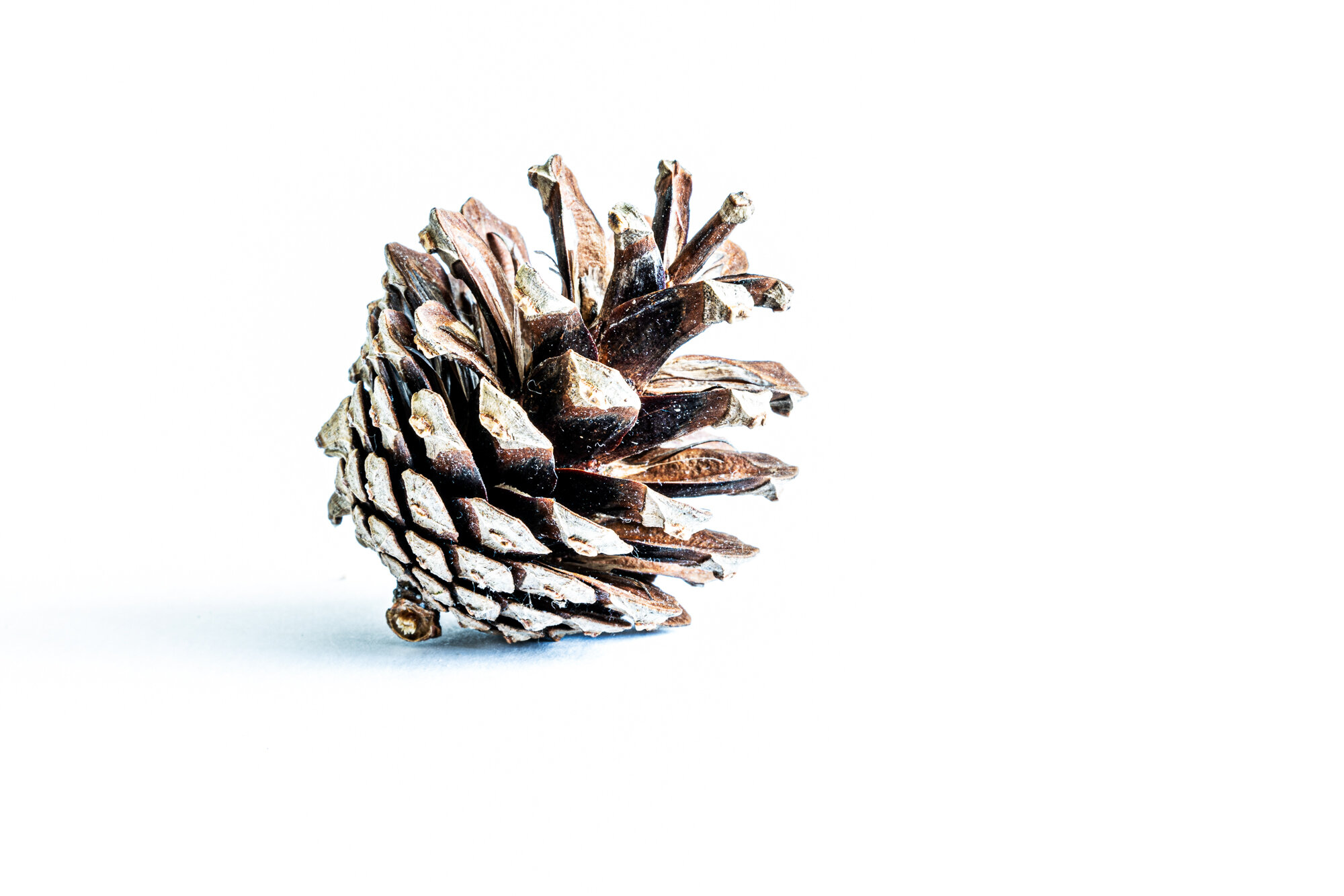 Solitary cone