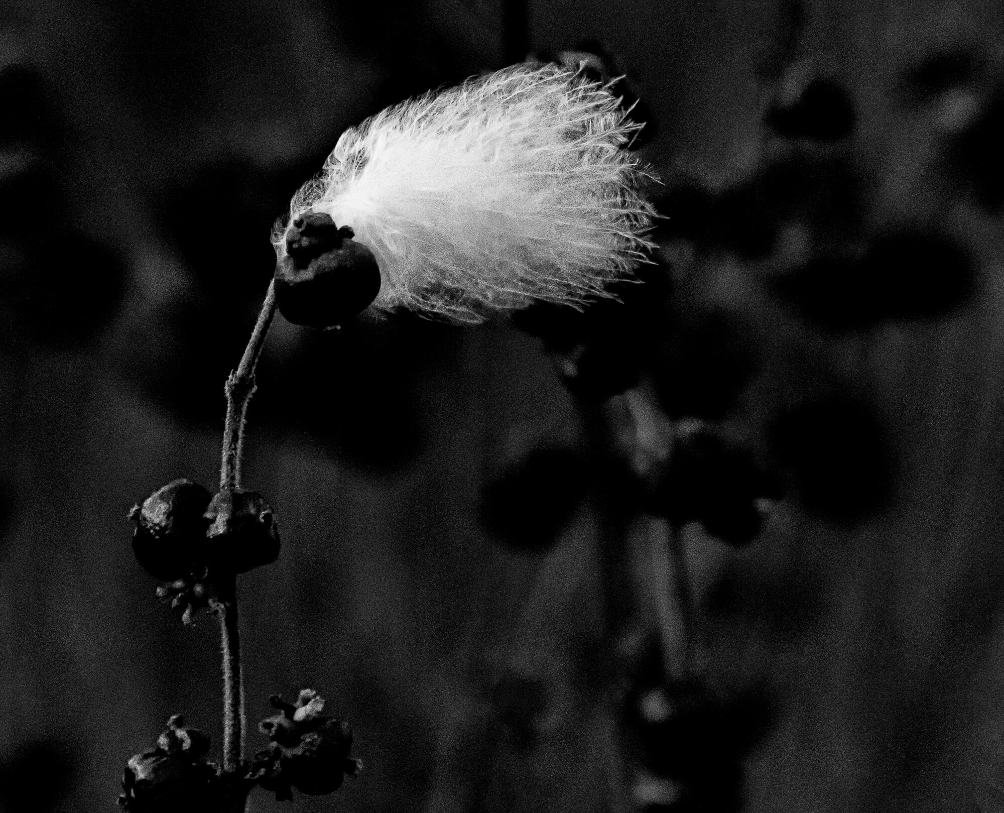 The seed bloom