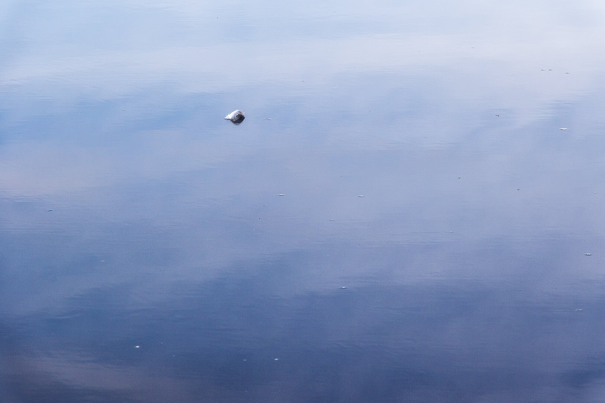 Spot in the water