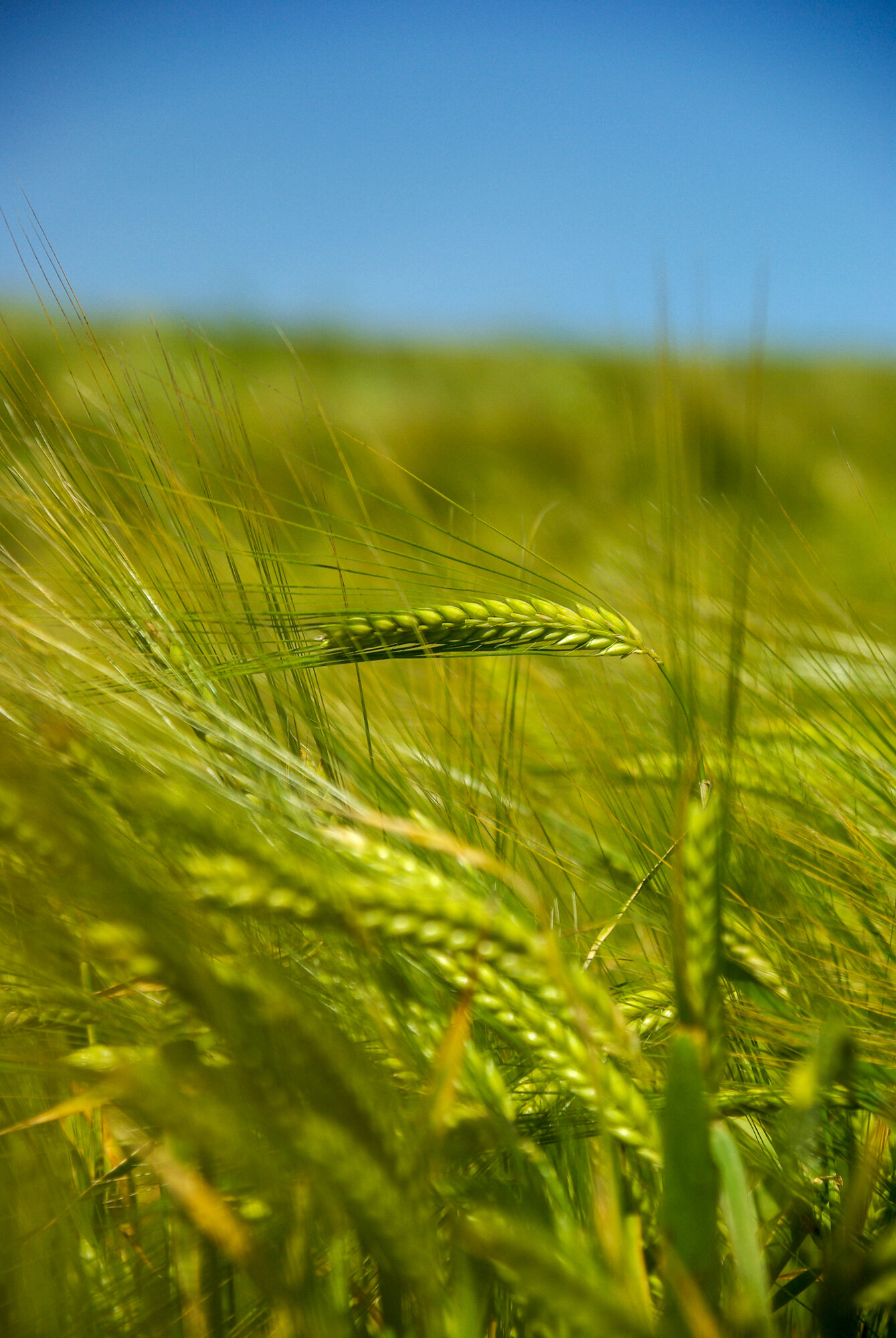 An ear of wheat