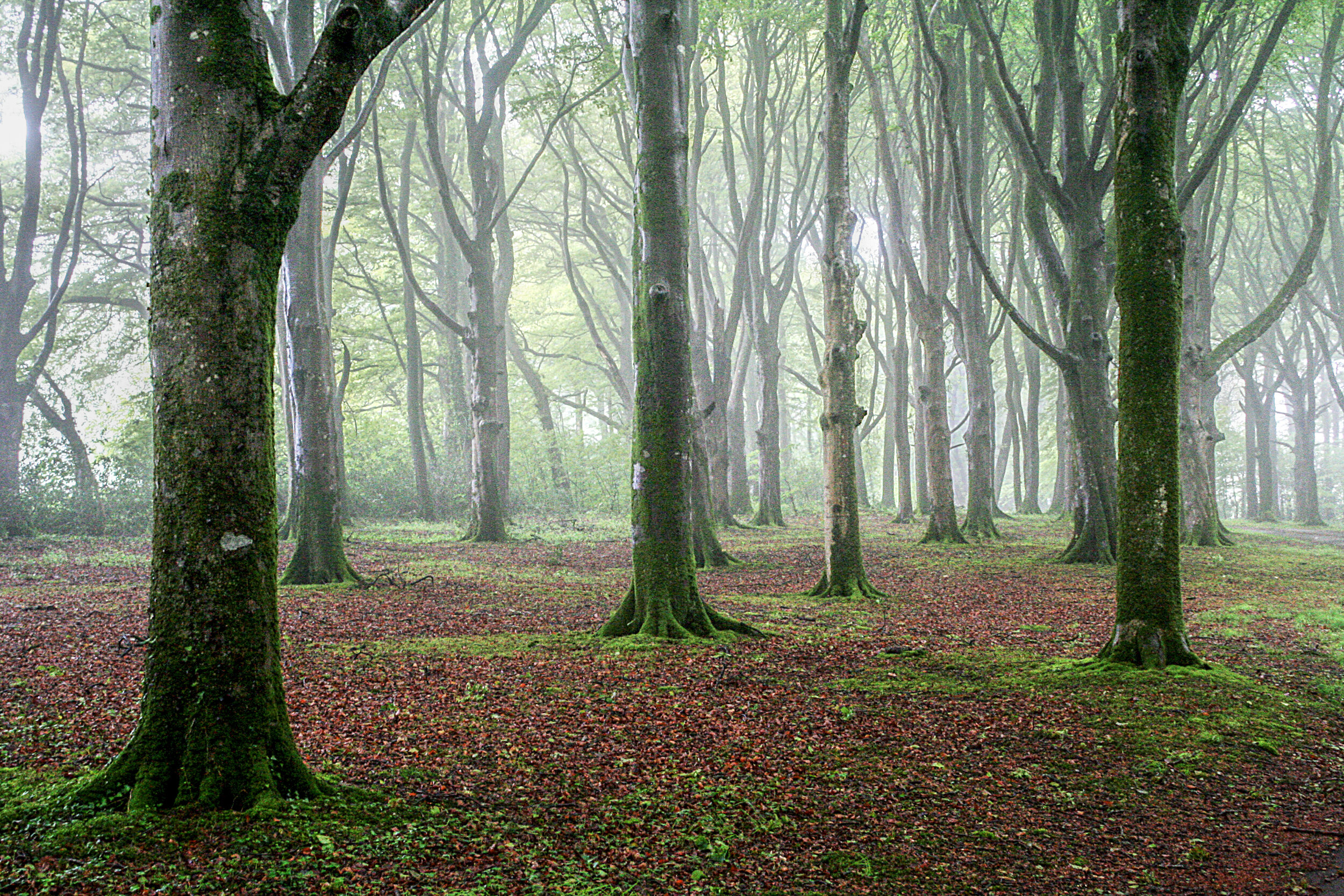 Trees in the mist