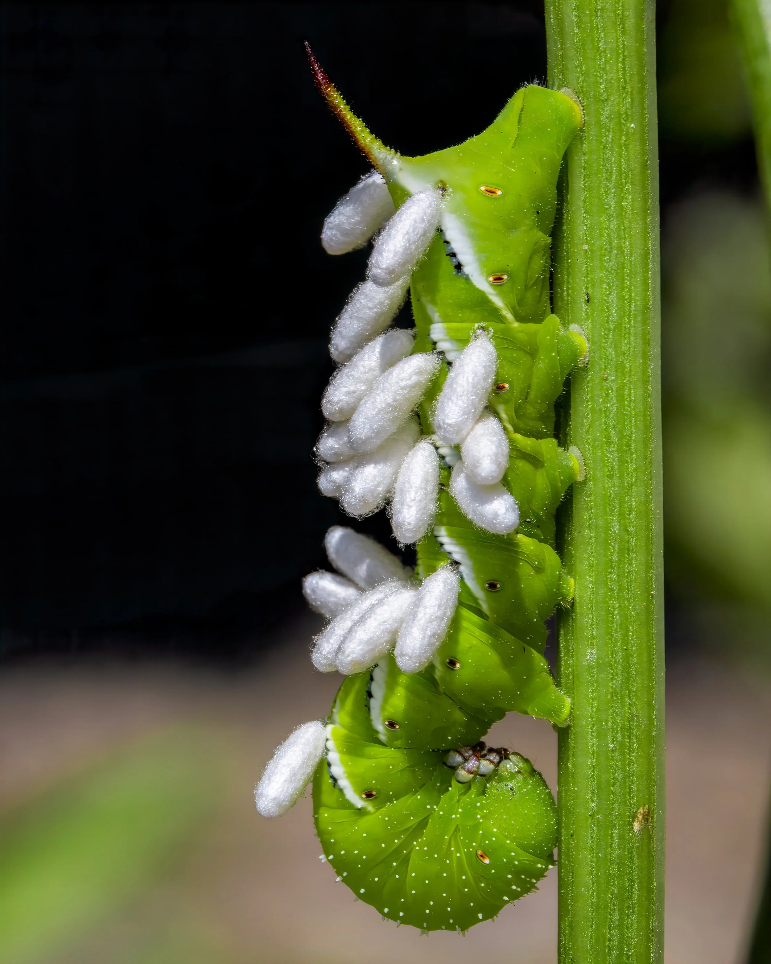 IMG_2274-Edit.jpg