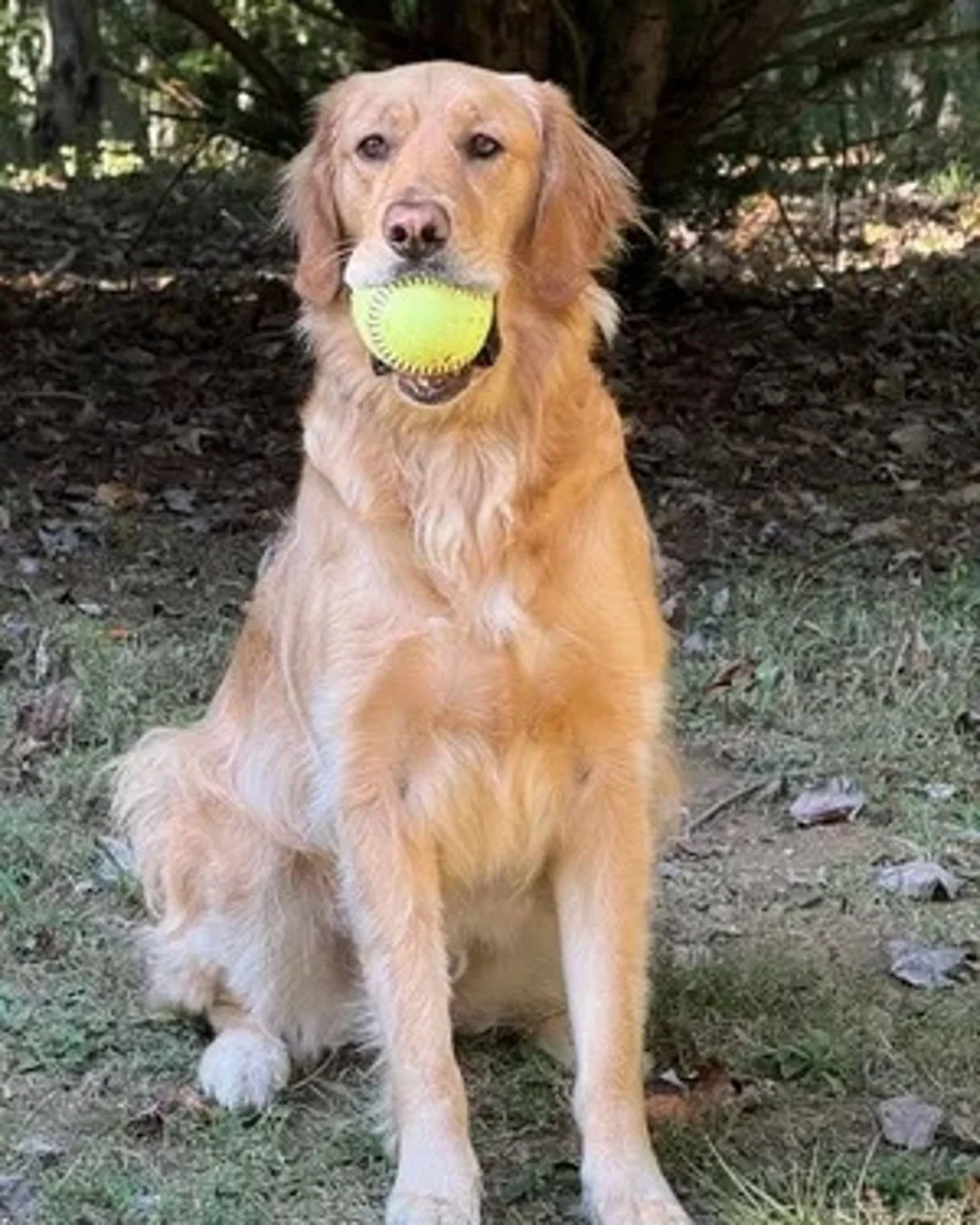 DYK: A @lakeeriecollege family pet is one of two dogs to lead the film &quot;Air Bud Returns.&quot; Sara Wilson, who works in the college's business office, is the owner of Charlie, a Golden retriever who is skilled at bouncing balls off his nose and