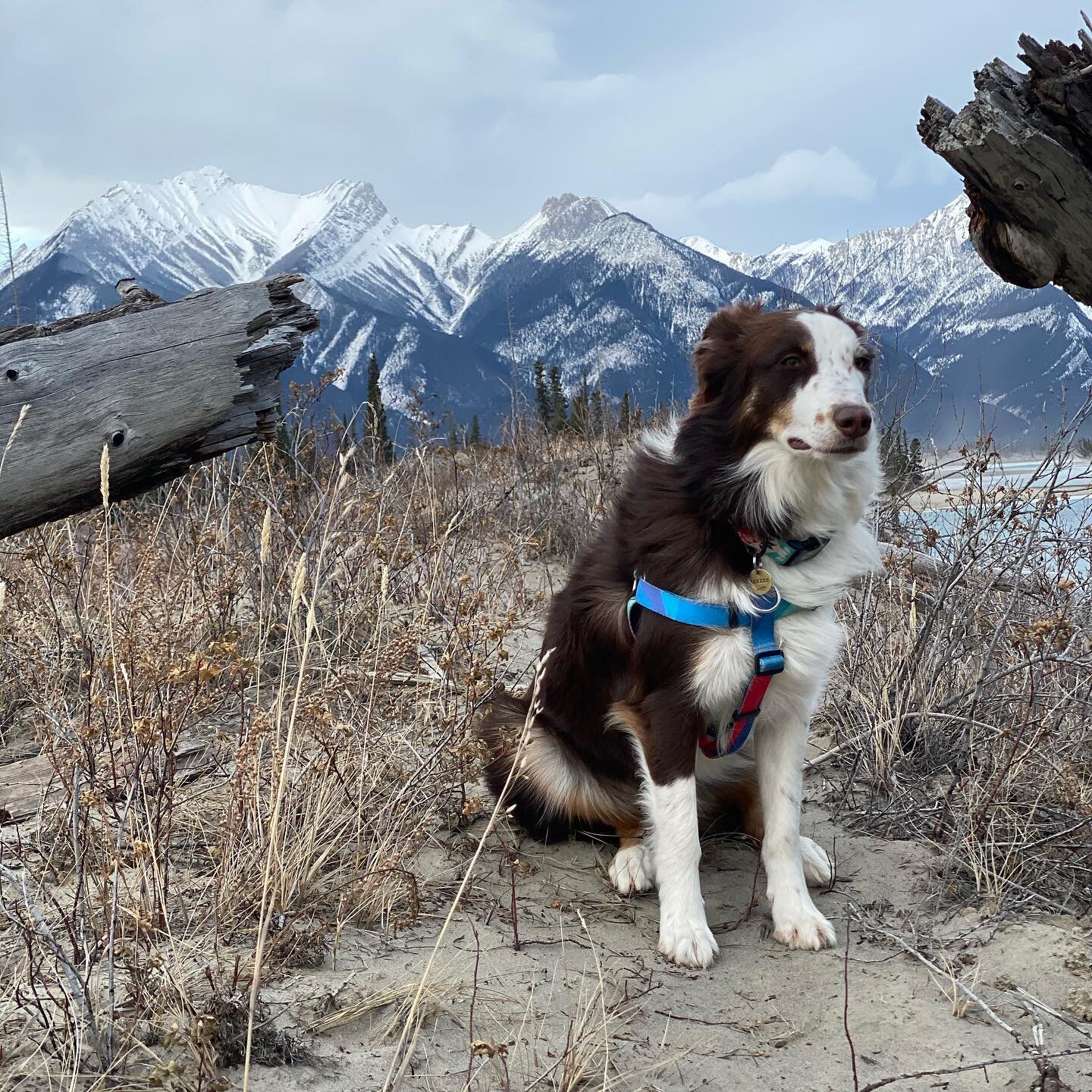 Adventures with Breeze! This girl never slows down.. when she passed away four years ago her legs didn&rsquo;t work anymore. Her favourite thing to do was run.. it&rsquo;s very fitting she came back as a wild child. ... aka my Bronco Bear😂@themounta