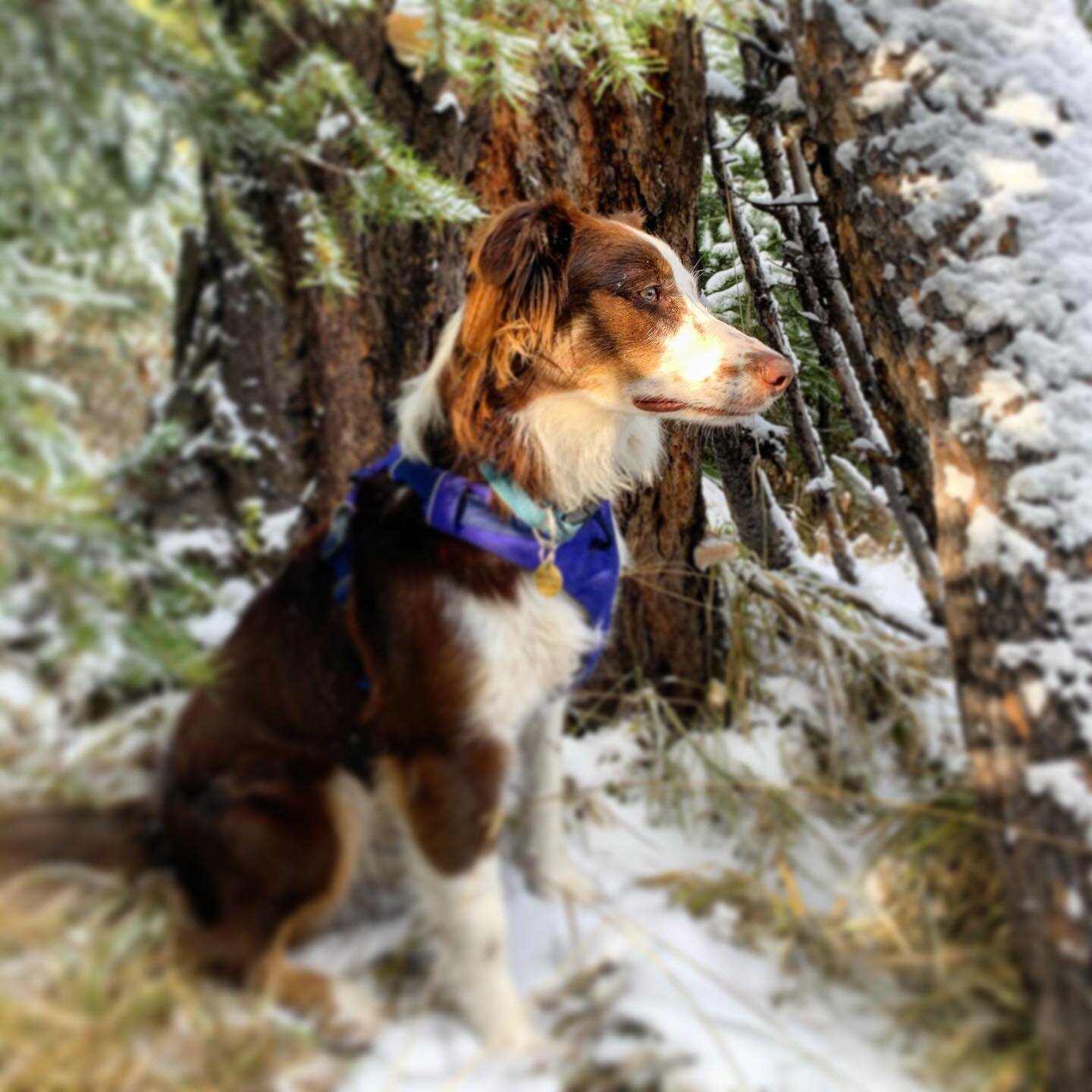 Breeze is completely in her element...snowy mountains, beautiful forest, abundance of squirrels to chase. 

I love making her happy ❤️