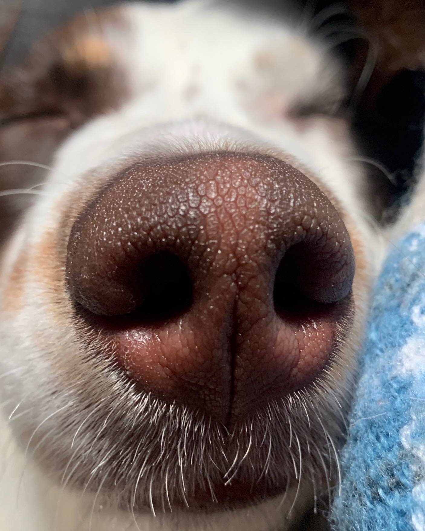 Boop my nose!!! Nothing like a wet nose pic to make your day🤗 

#boopmynose