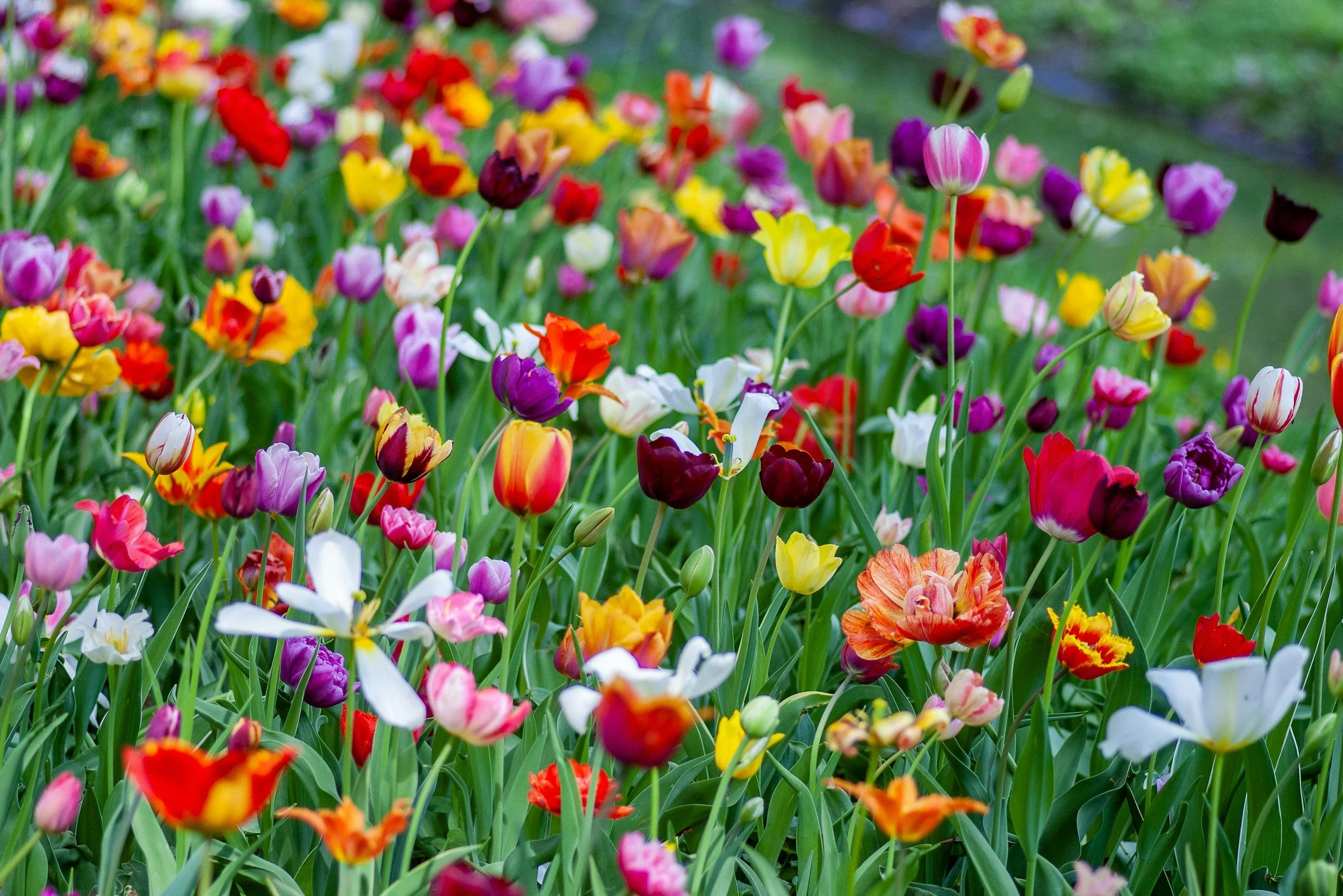 “Ten thousand flowers in spring, the moon in autumn, a cool breeze in summer, snow in winter. If your mind isn’t clouded by unnecessary things, this is the best season of your life.” ~ Wumen Huikai