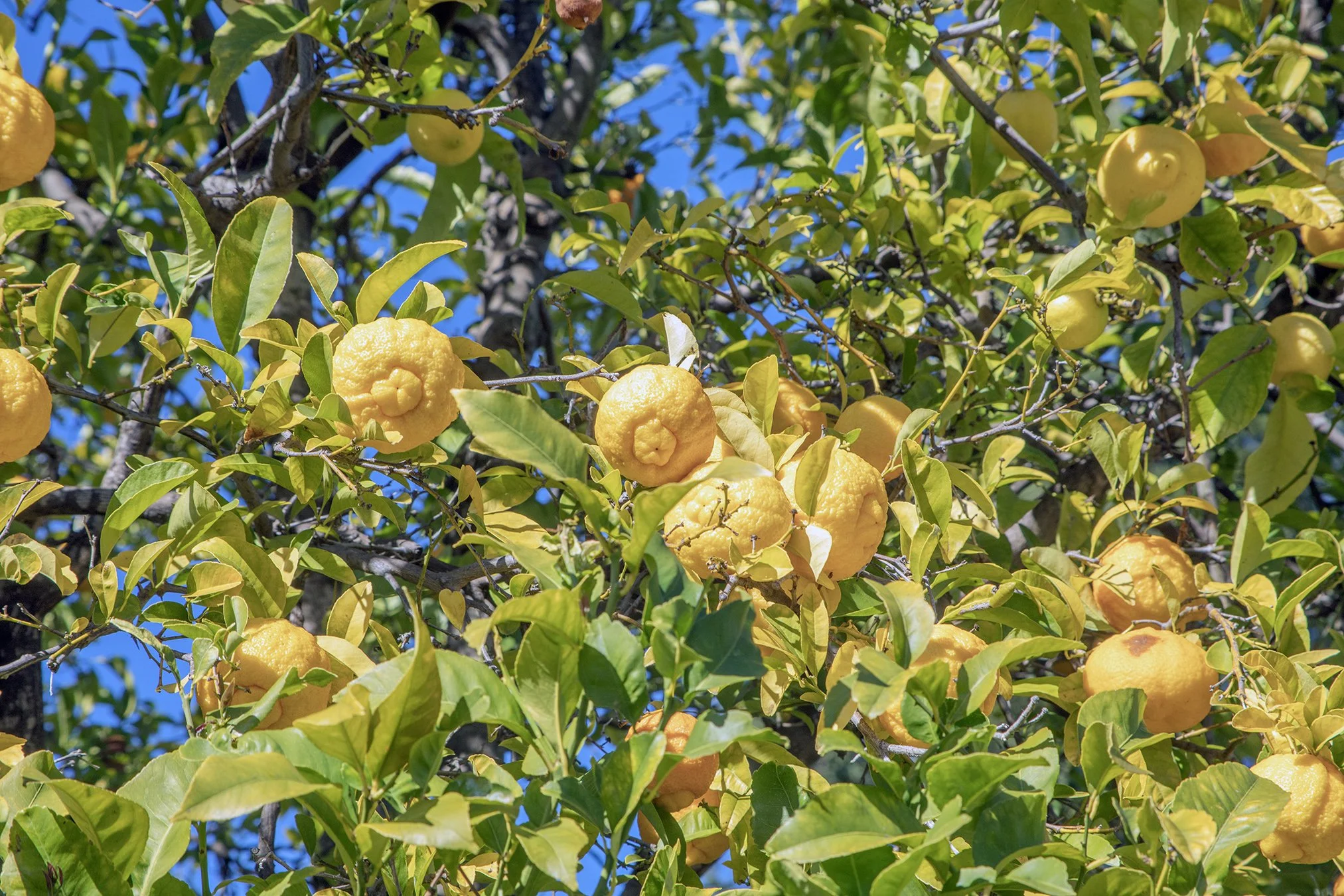 19513SanMiguel Lemons2.jpg