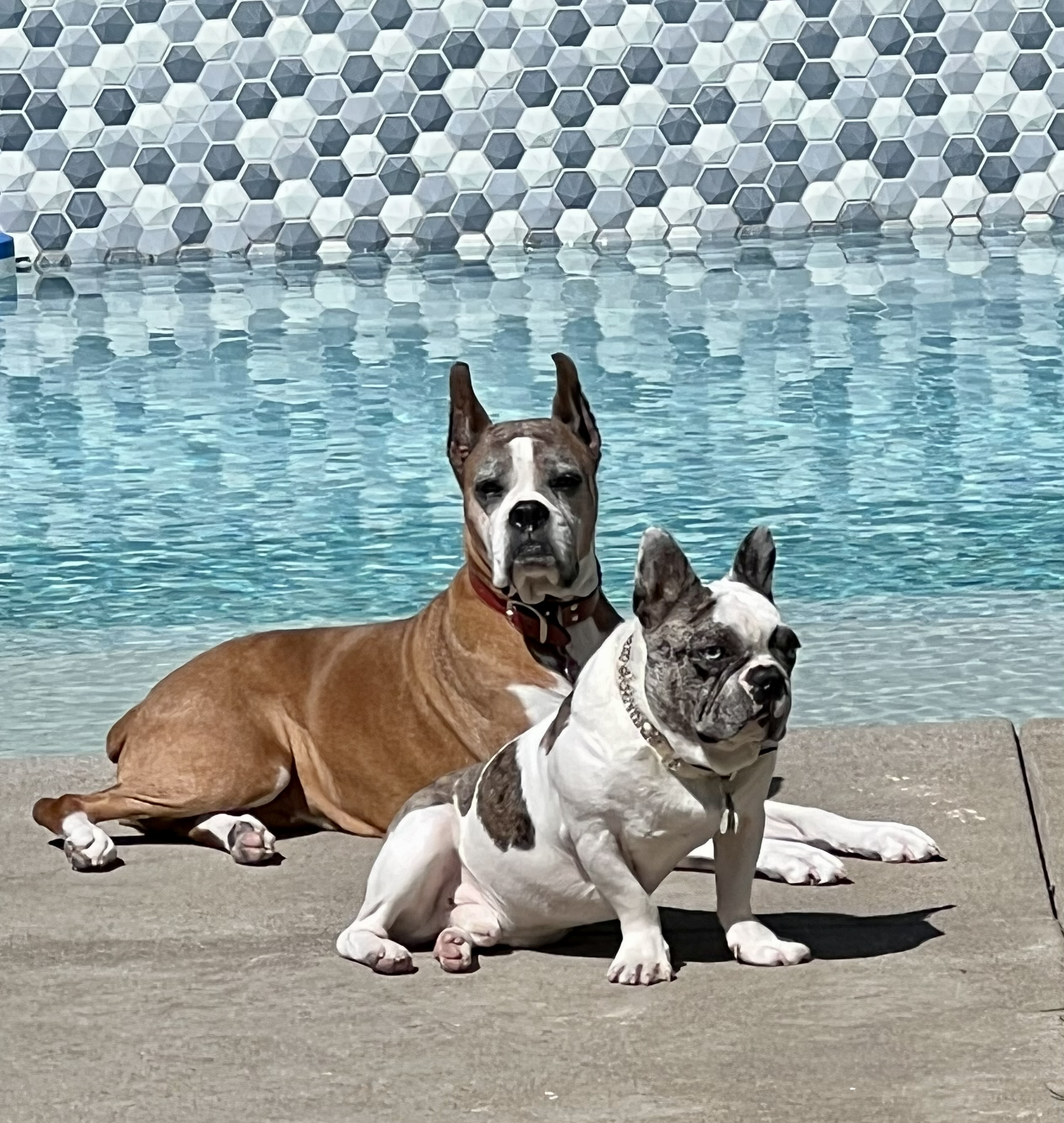 Estate Planning for Pet Owners / Sacramento SPCA 