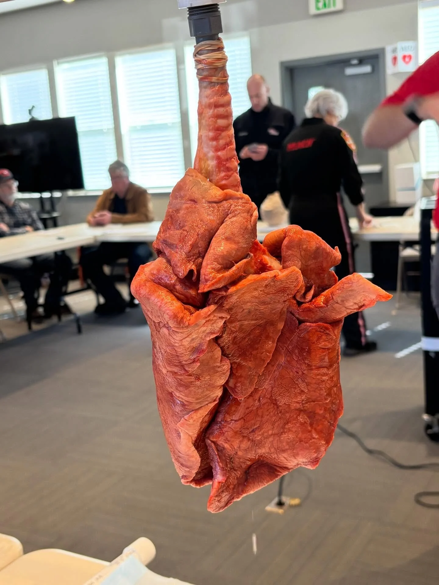 @reachairmedical taught airway management skills for local responders at @coastlifesupportdistrict today. They brought props! 🫁 What animal do you think these lungs belonged to?
