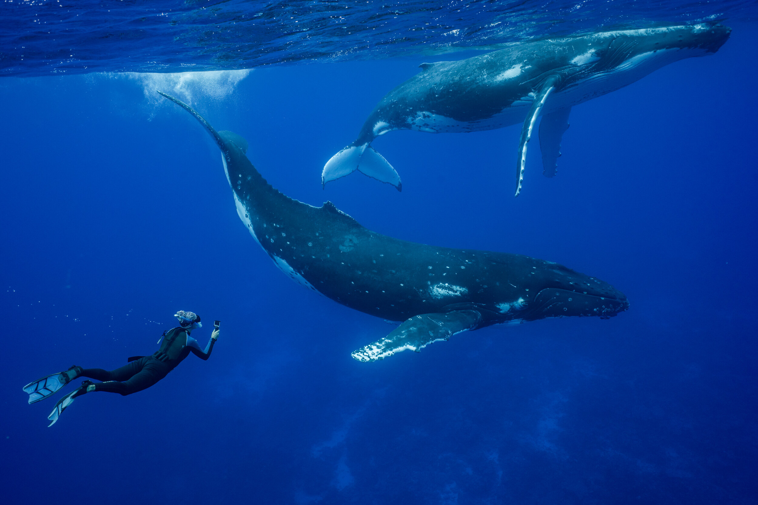 The Ultimate Gear and Packing Guide for Swimming with Whales — Inertia Network