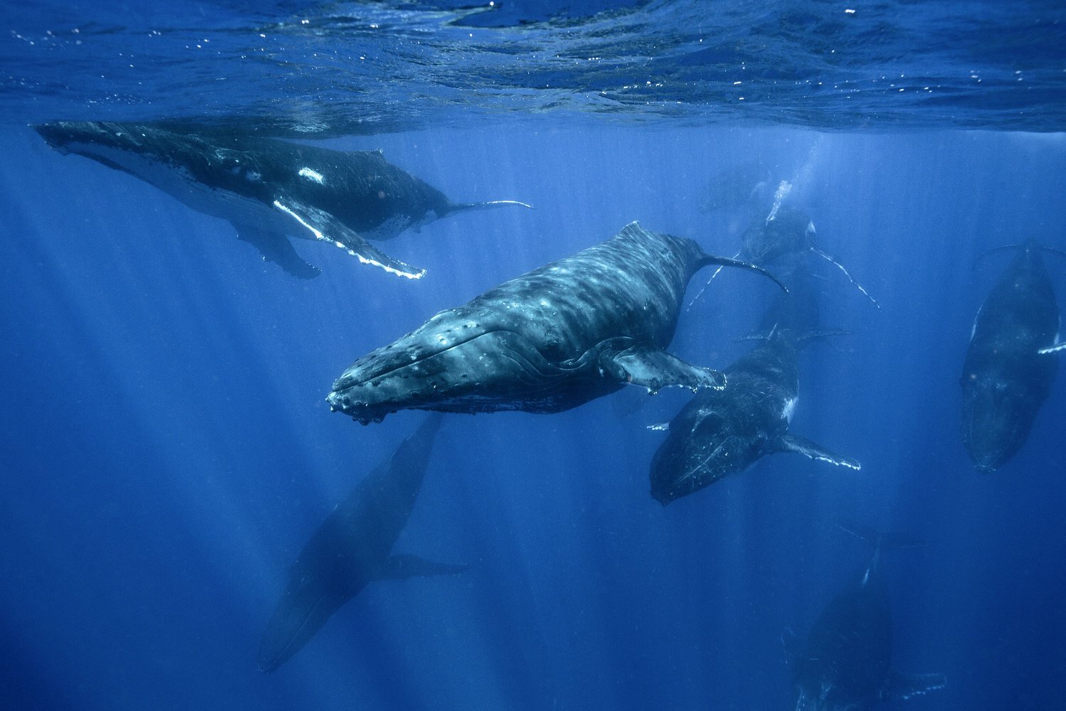 The Ultimate Gear Guide for Swimming with Whales — Inertia Network