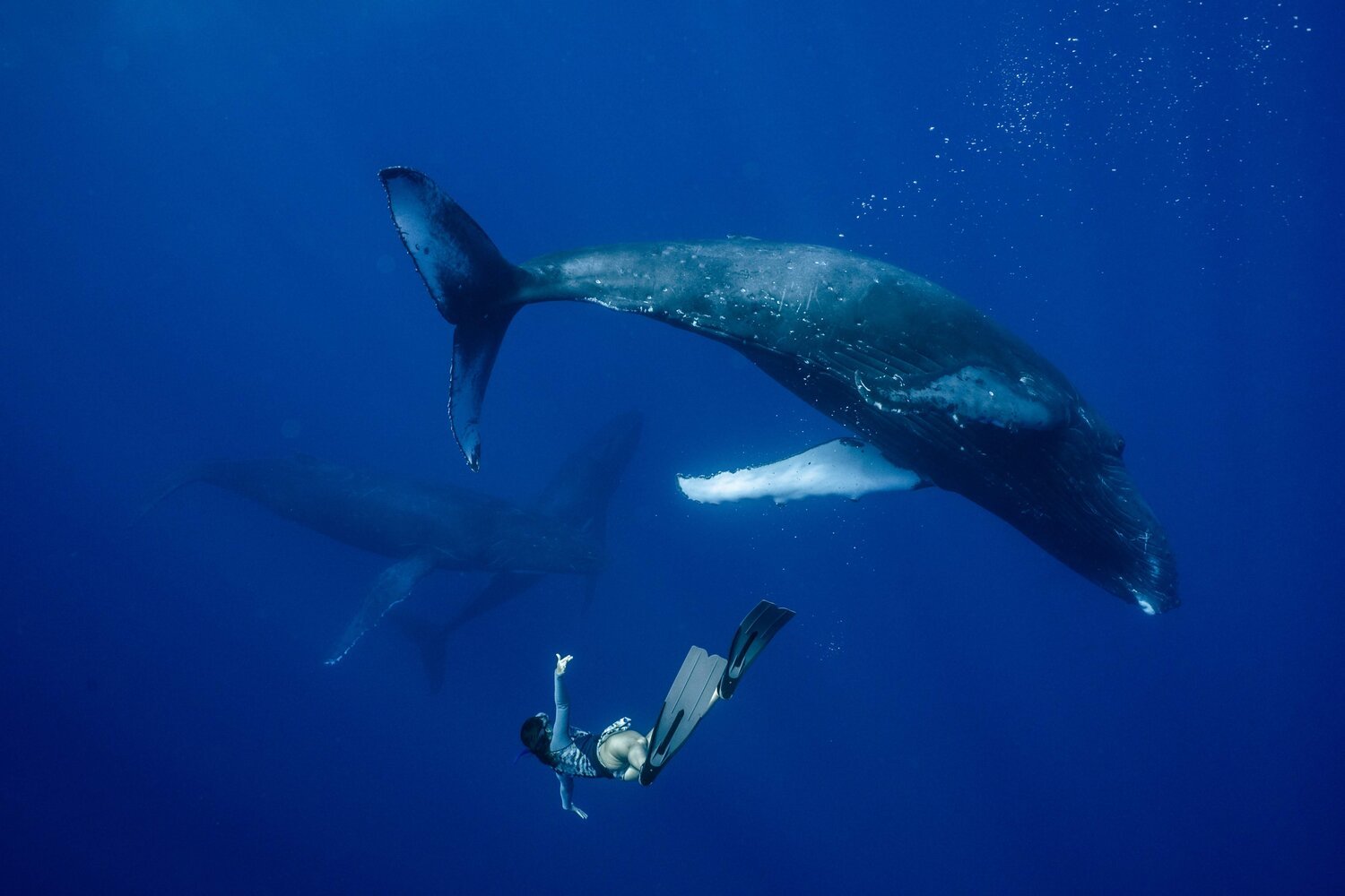 Tonga vs French Polynesia: Where to Swim with Humpback Whales — Inertia  Network