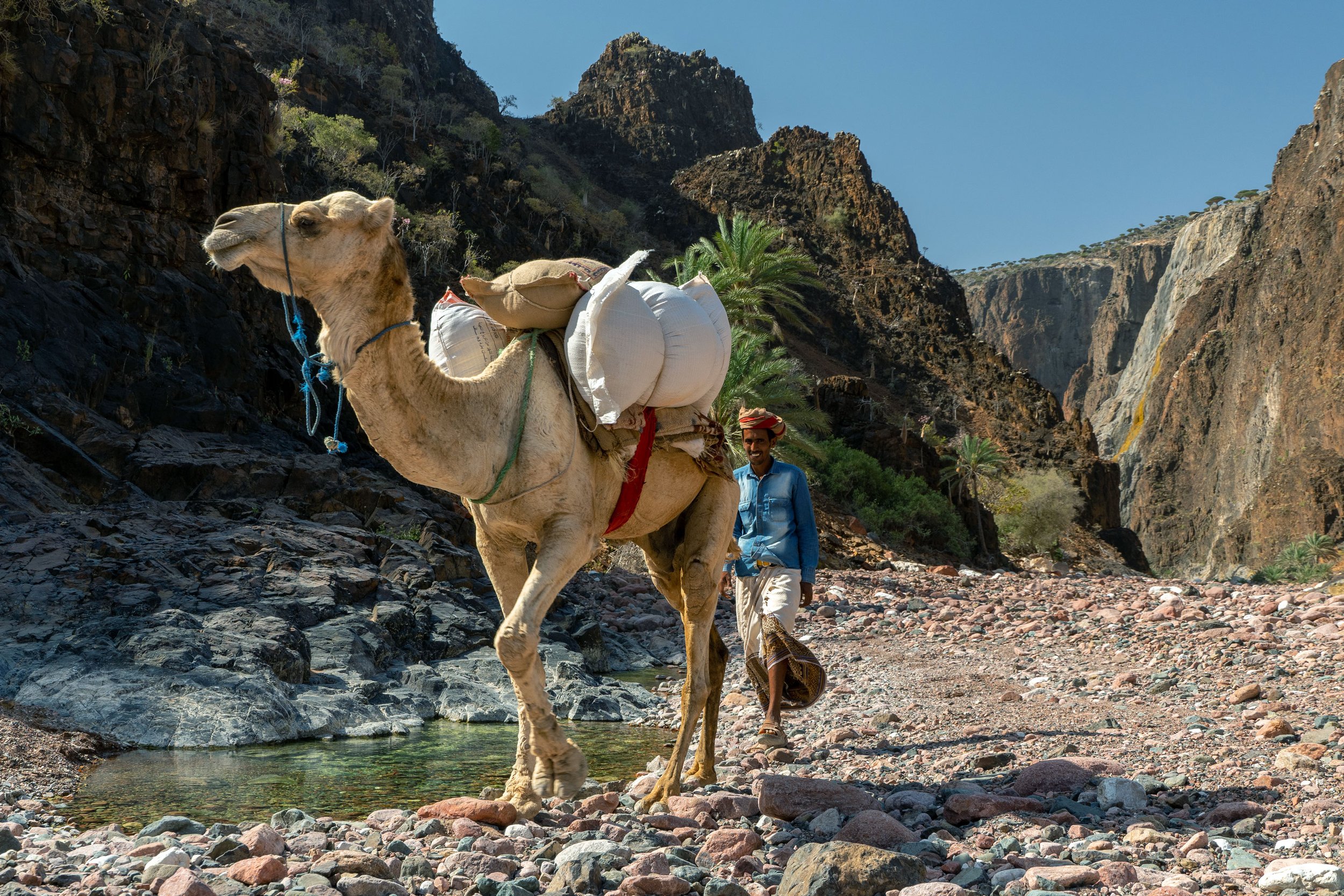 camel-trekking-in-durher-canyon-diksam-plateau-socotra-suqotra-island-yemen.jpg