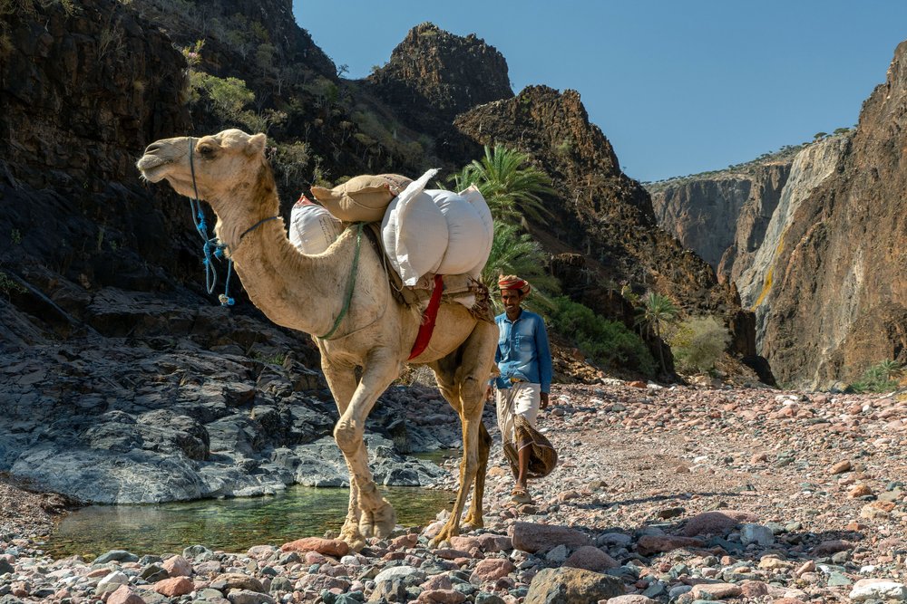 camel-trekking-in-durher-canyon-diksam-plateau-socotra-suqotra-island-yemen.jpg