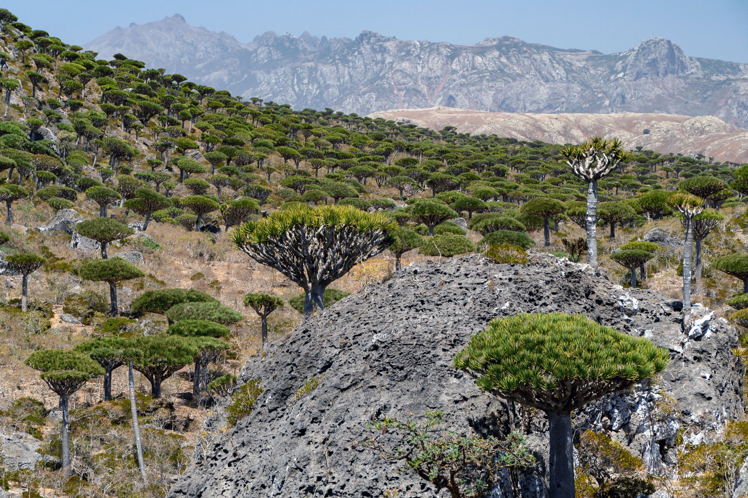 ferhmin-forest-firhmin-diksam-socotra-island-yemen.jpg