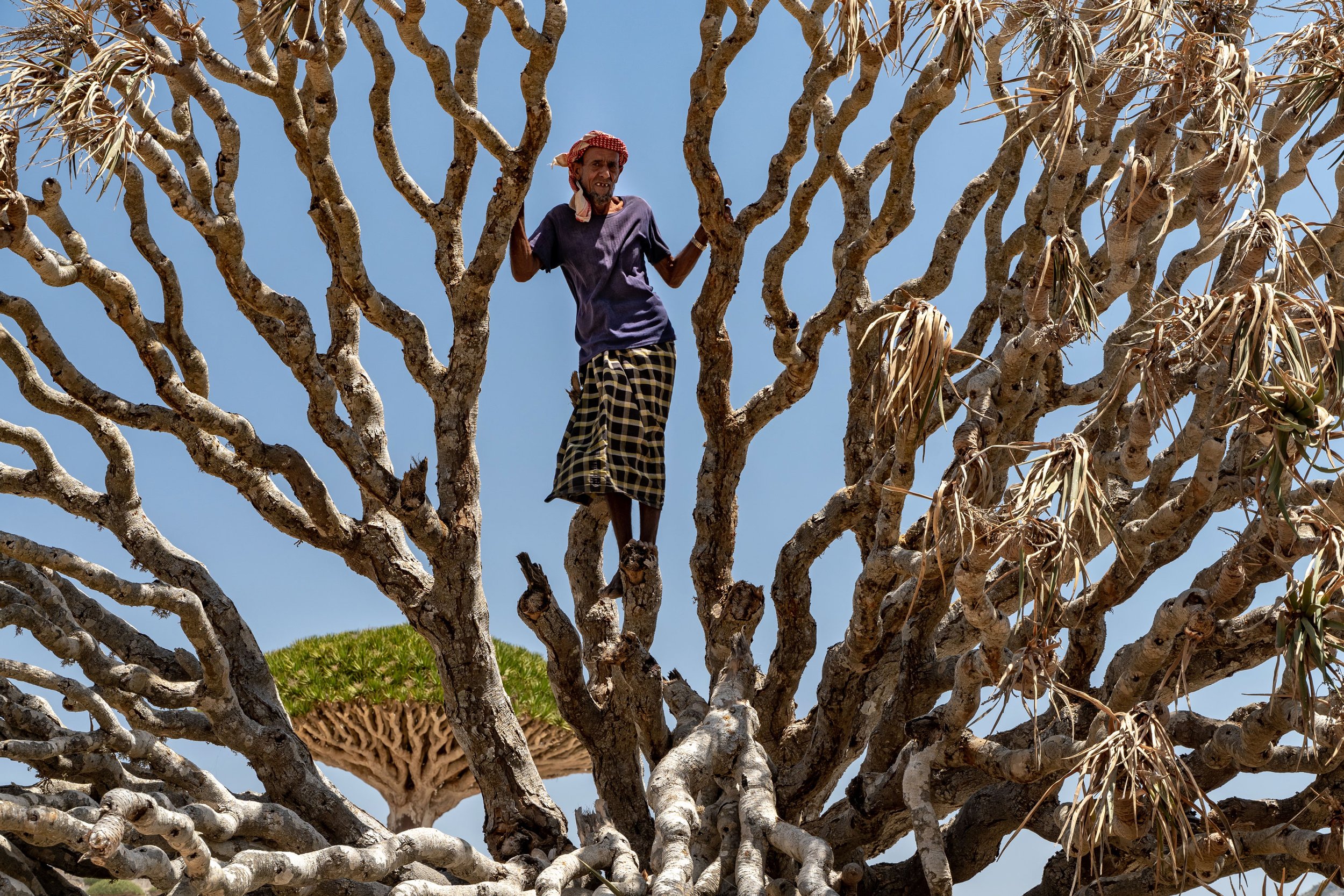 socotri-bedouin-climbing-a-dragons-blood-tree-diksam-ferhmin-socotra-yemen-yemeni-inertia-network.jpg