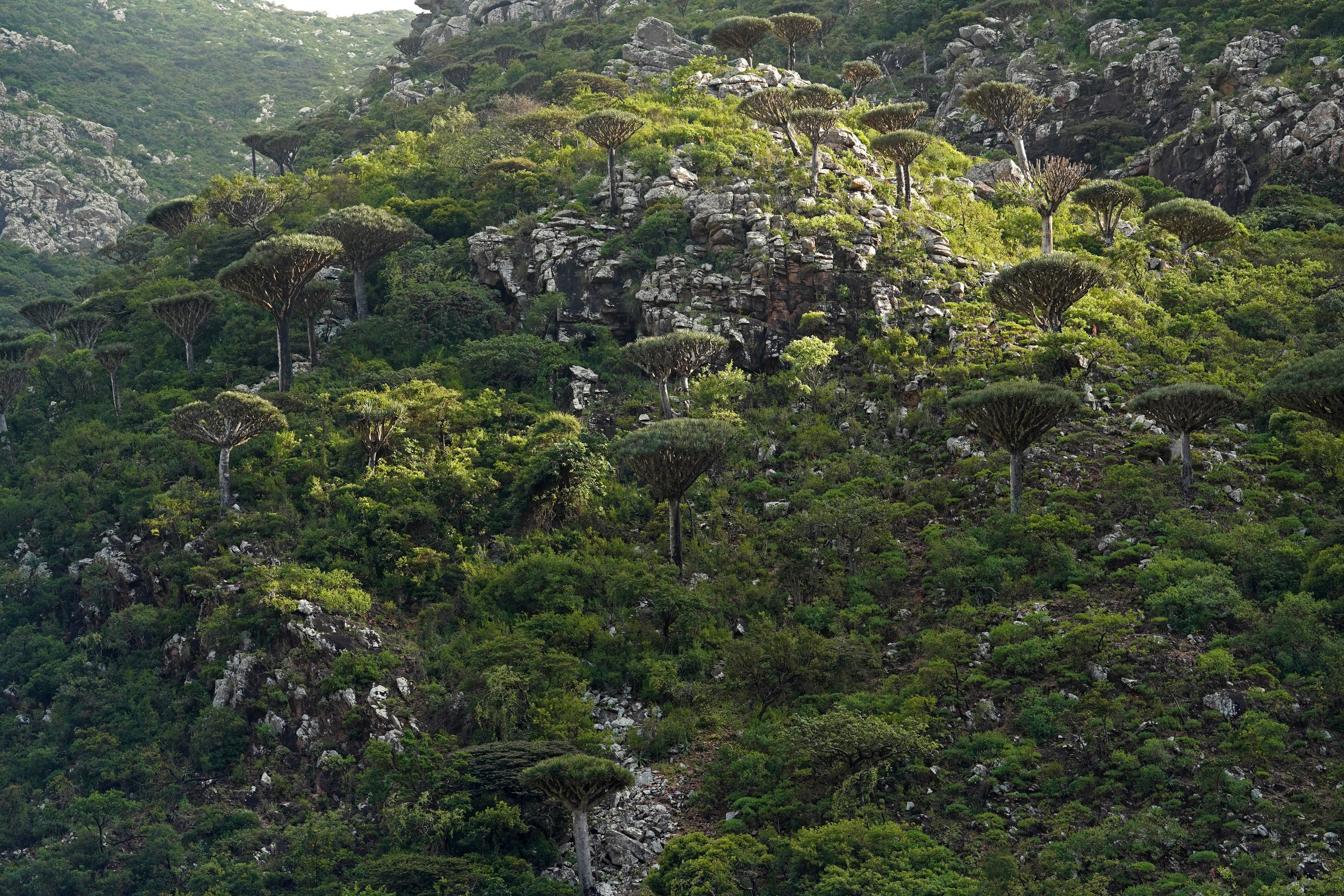 skand-socotra-2.jpg