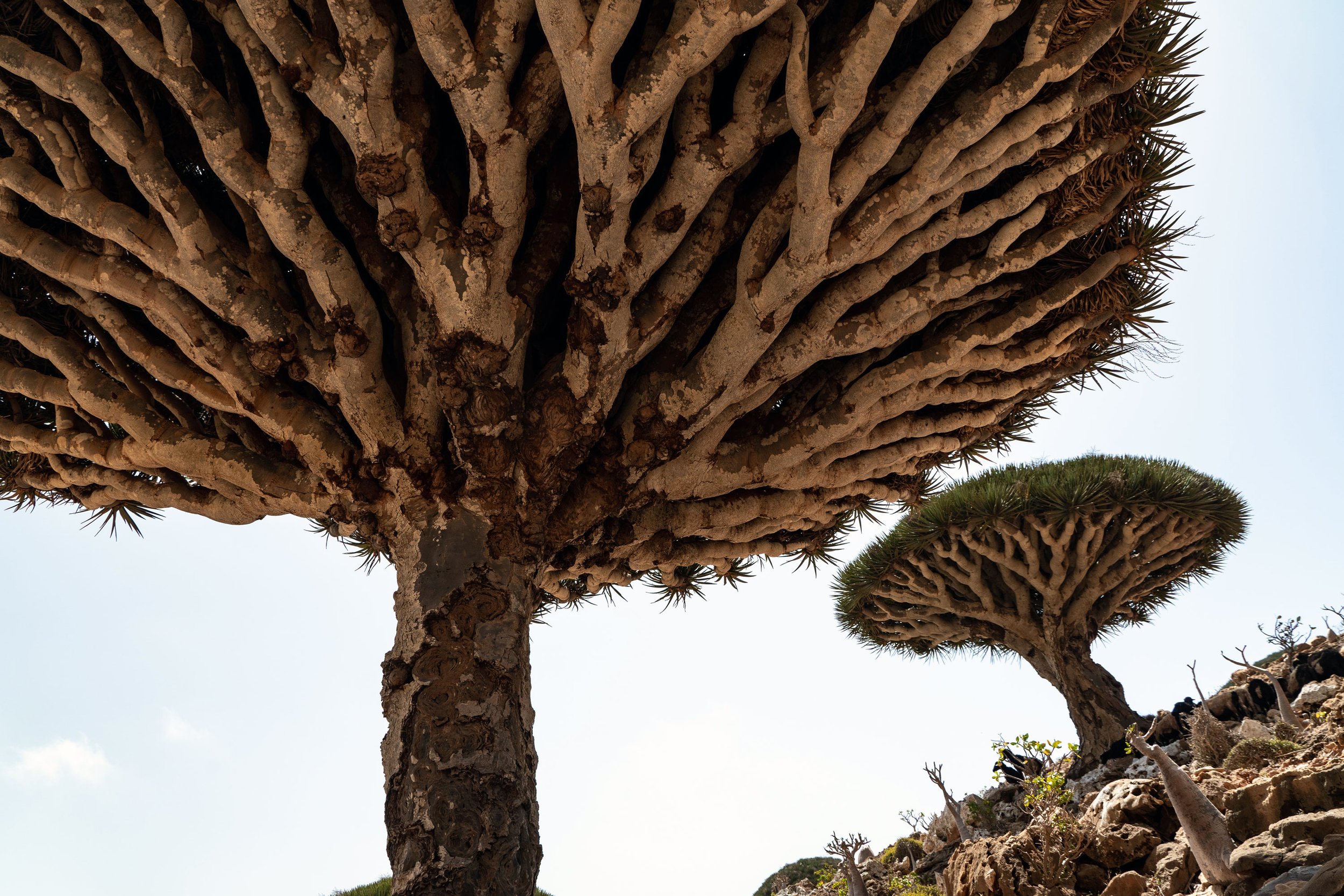 dragons-blood-tree-upclose-socotra-island-yemen-homhil-inertia-network.jpg