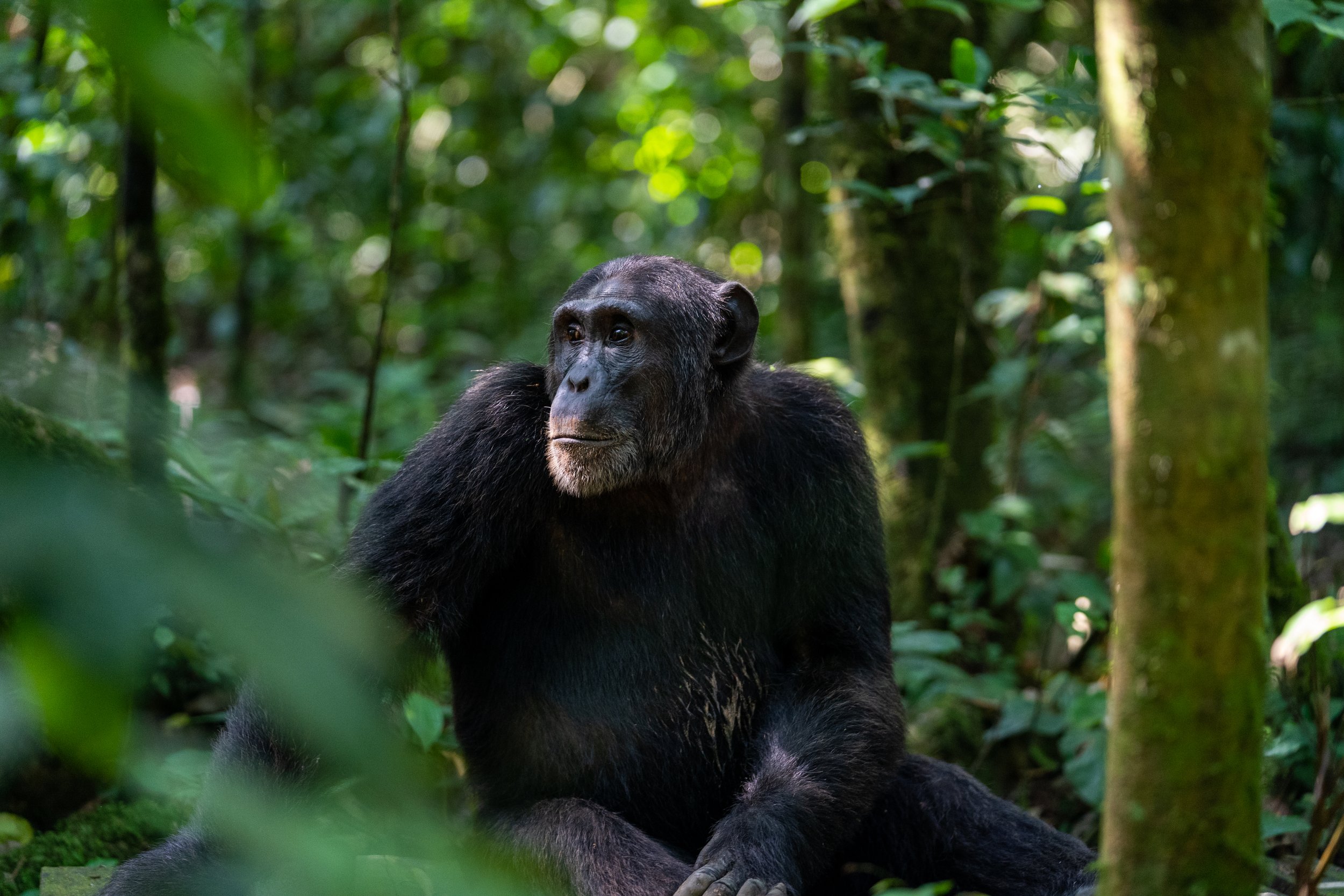 matt-reichel-uganda-kibale-chimpanzees-85.jpg
