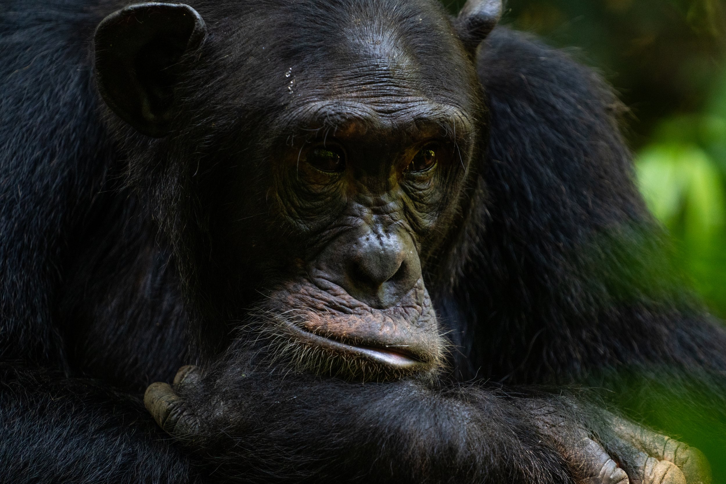 matt-reichel-uganda-kibale-chimpanzees-36.jpg