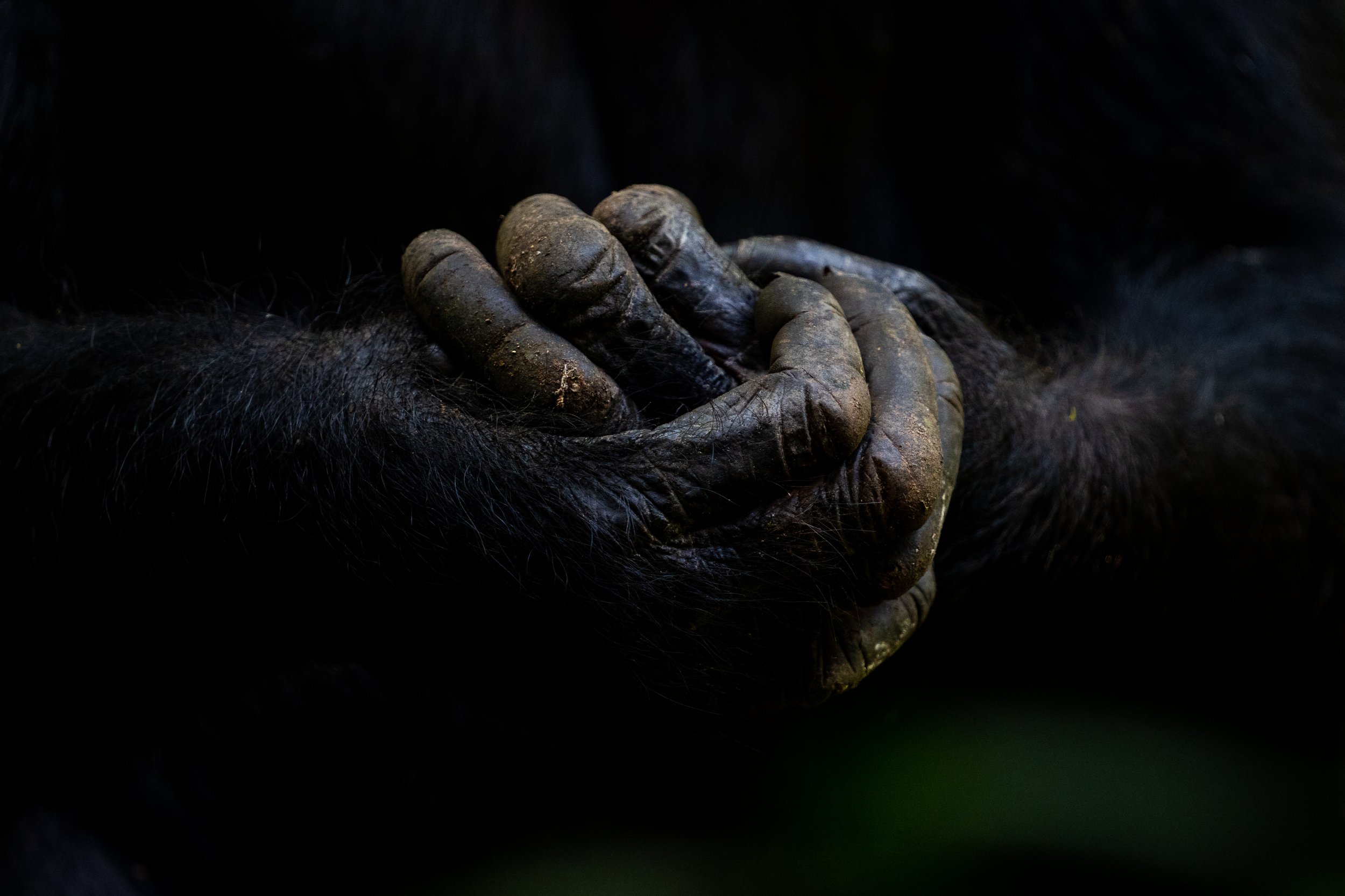 matt-reichel-uganda-kibale-chimpanzees-40.jpg