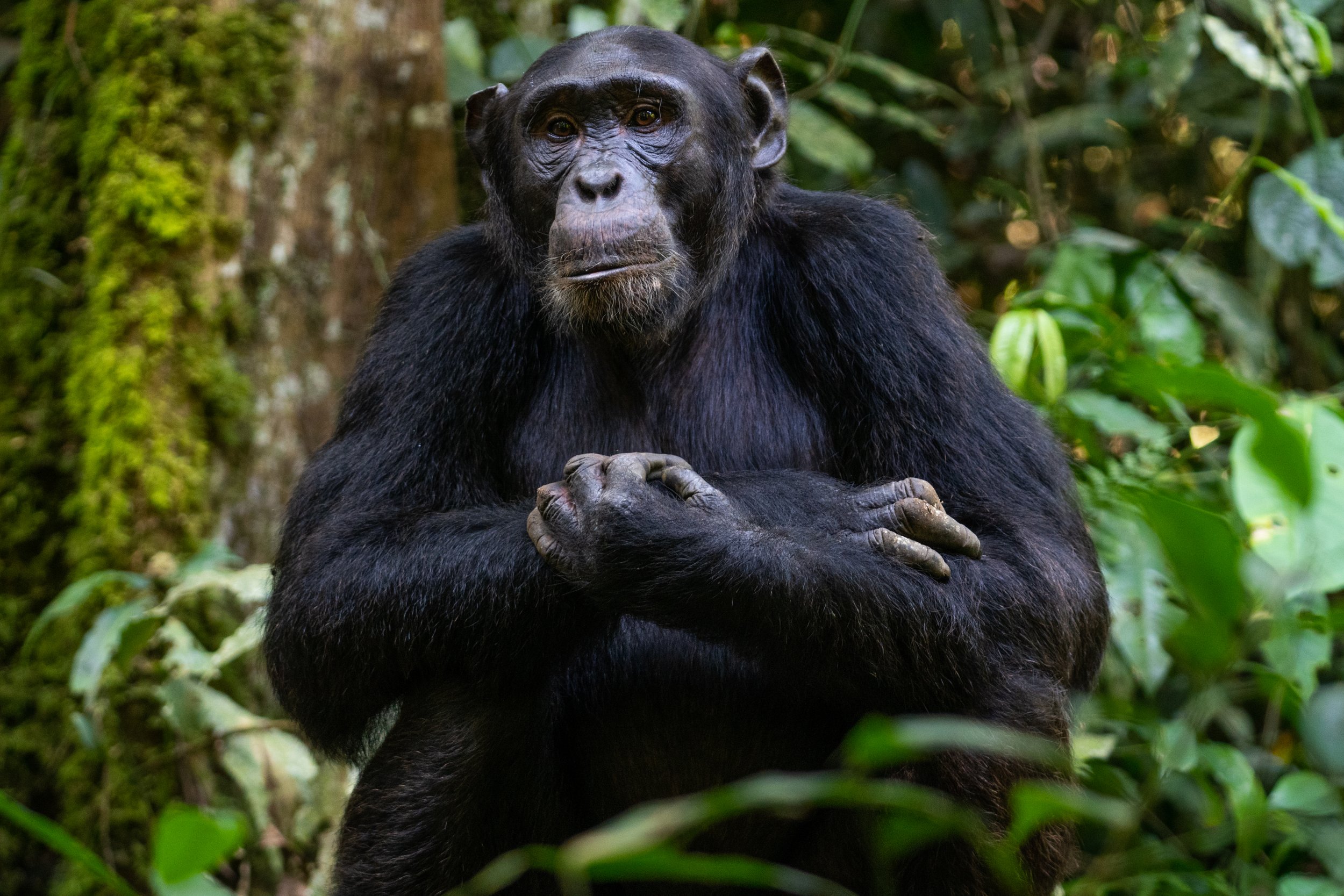 matt-reichel-uganda-kibale-chimpanzees-25.jpg