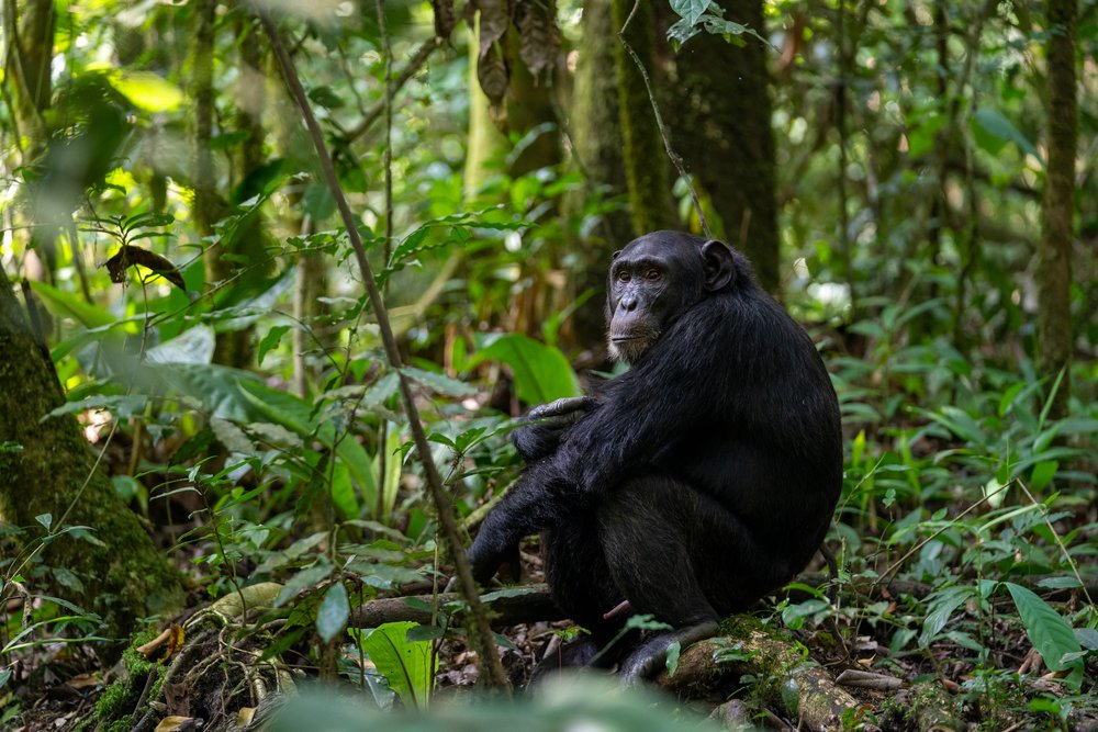 matt-reichel-uganda-kibale-chimpanzees-127.jpg