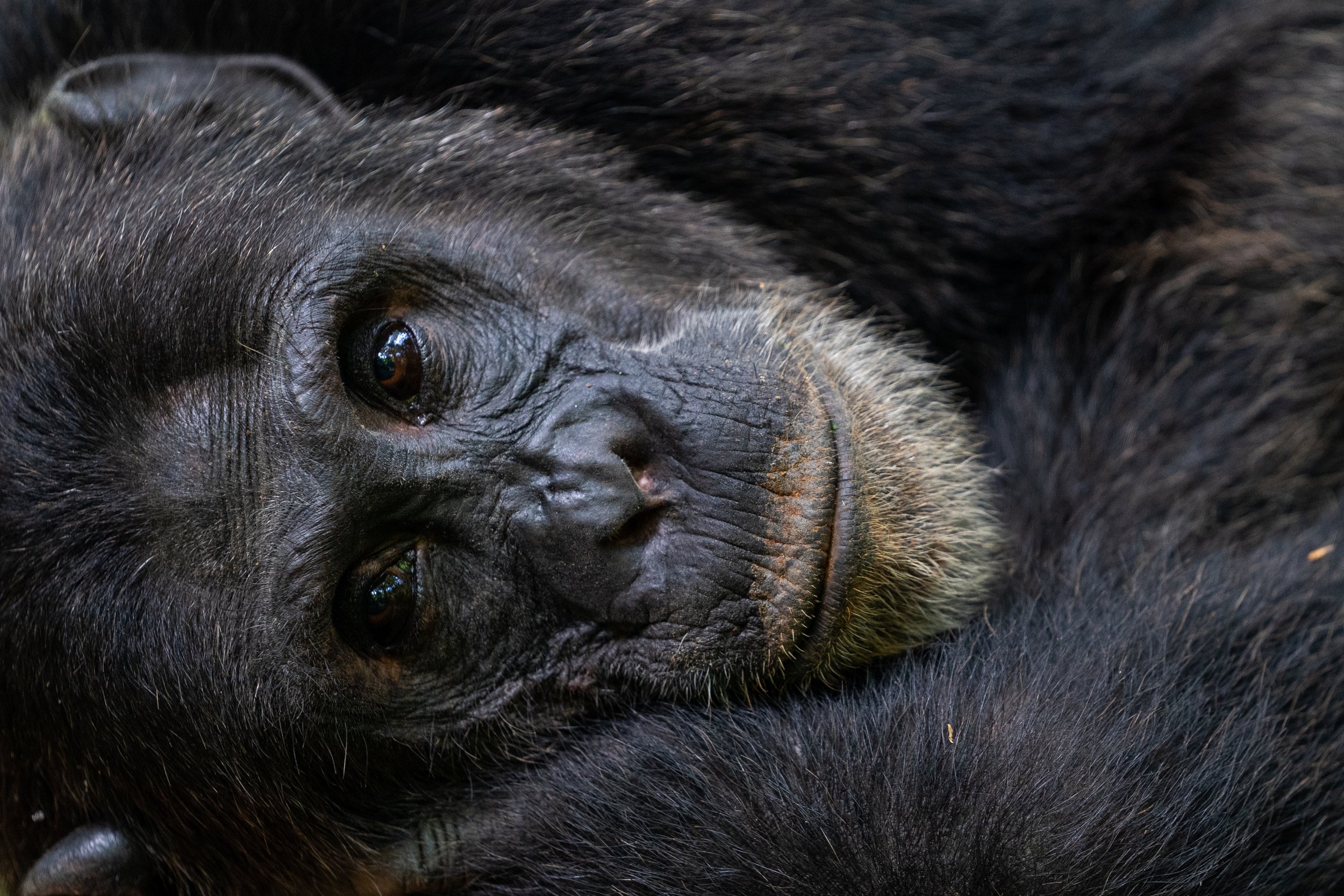 matt-reichel-uganda-kibale-chimpanzees-94.jpg