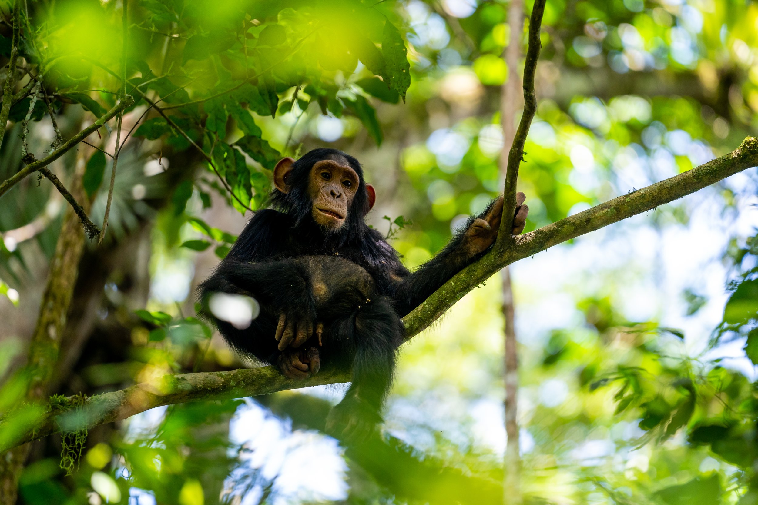 matt-reichel-uganda-kibale-chimpanzees-67.jpg