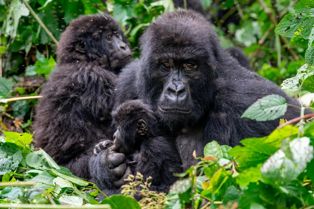 Mountain gorilla mother and infant resting in forest vegetation