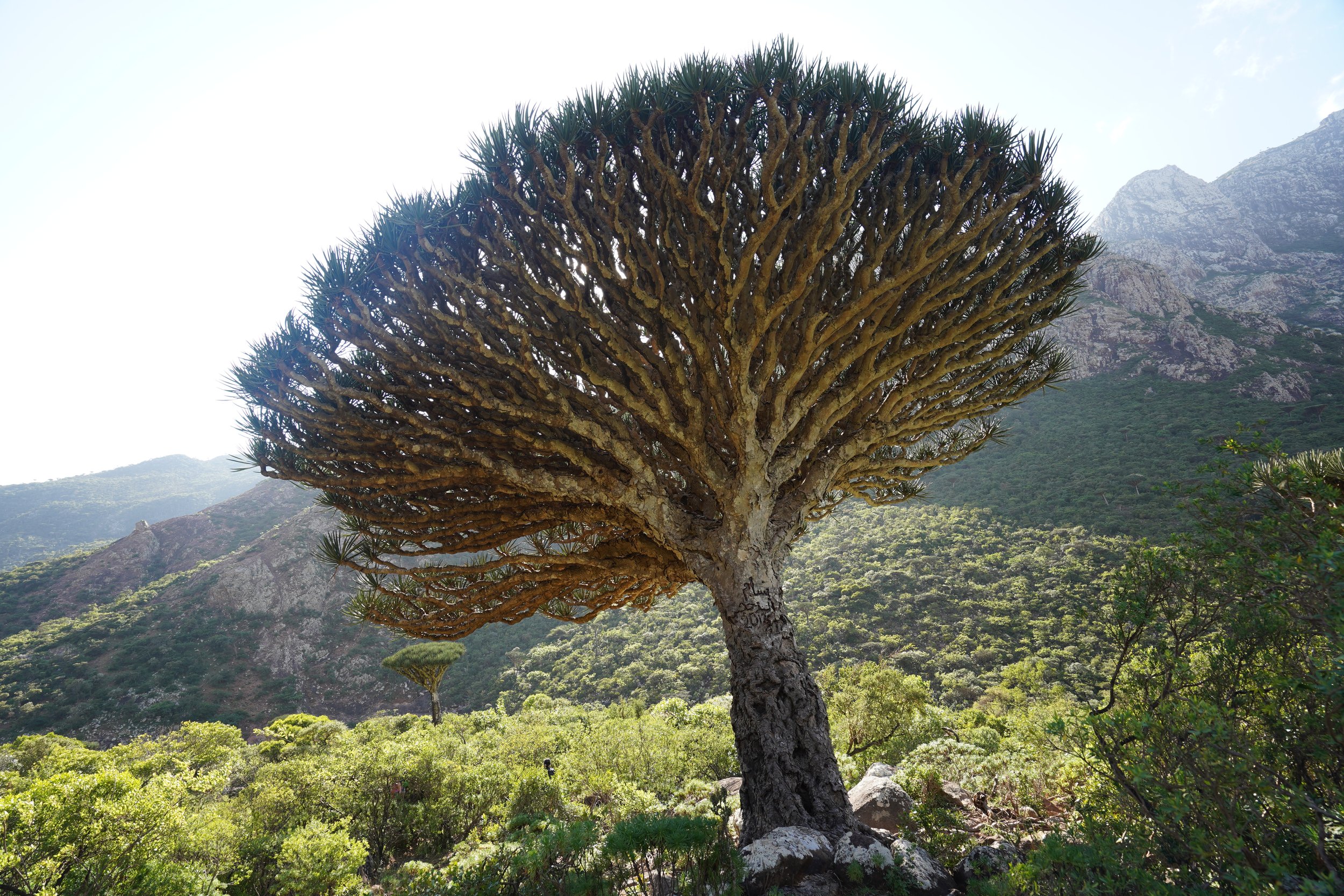 SOCOTRA: Full Island Biodiversity Highlights and Hajhir Mountain Mini Trek (11 days)