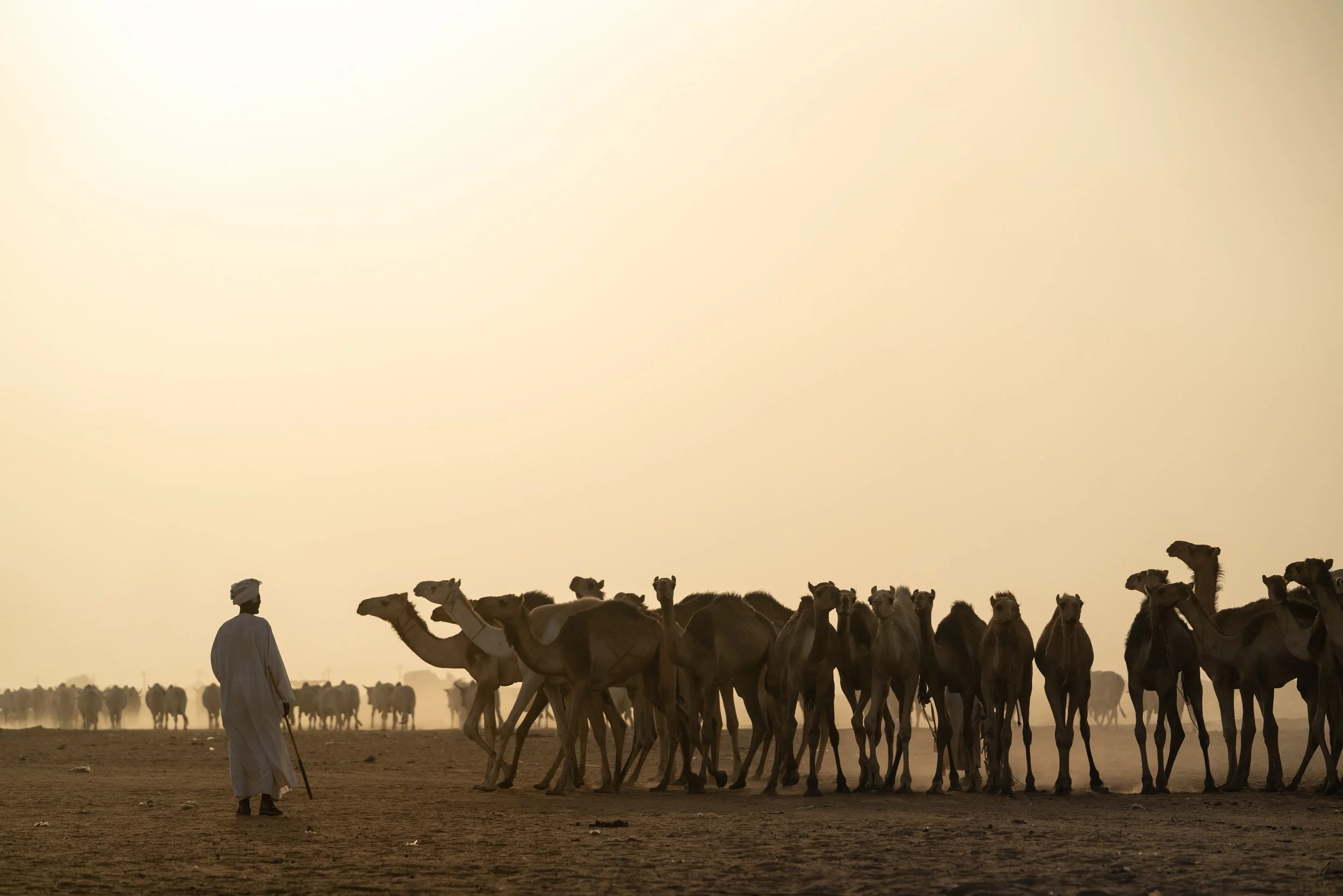 matt-reichel-khartoum-camel-market-sudan-14.jpg