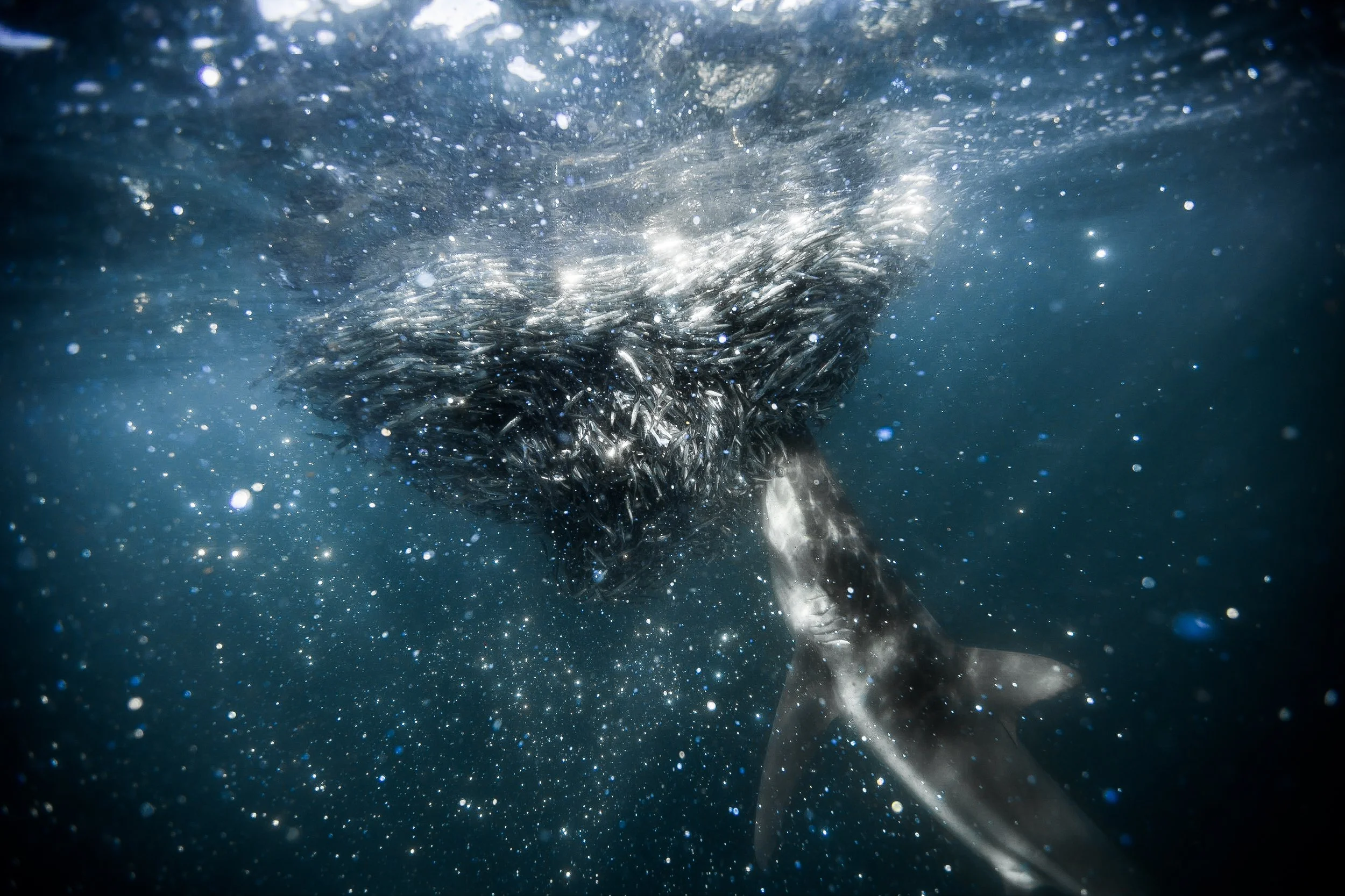 20180620 - untitled - _95A0473.jpg