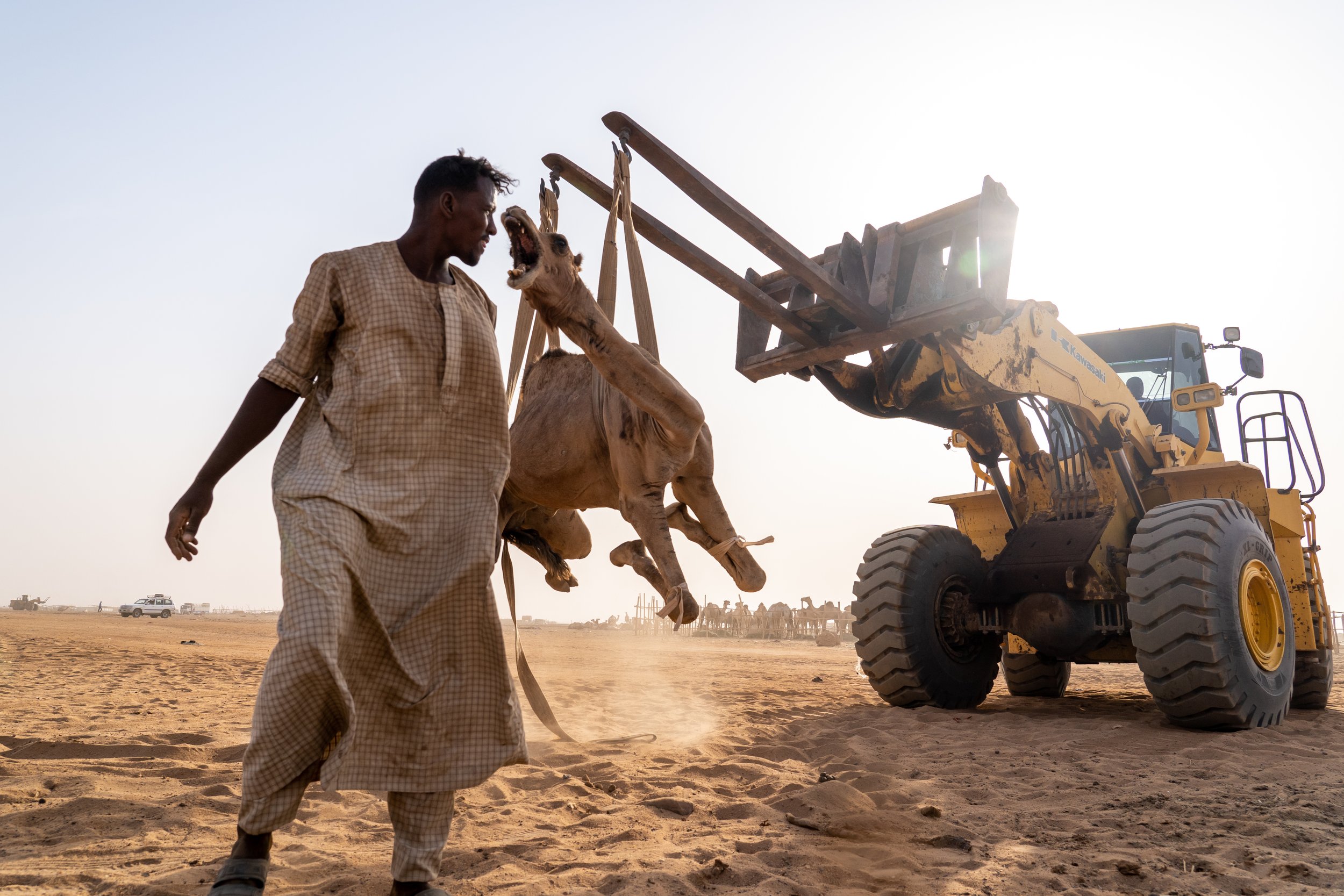 Ground Zero of Sudan’s Camel Trade