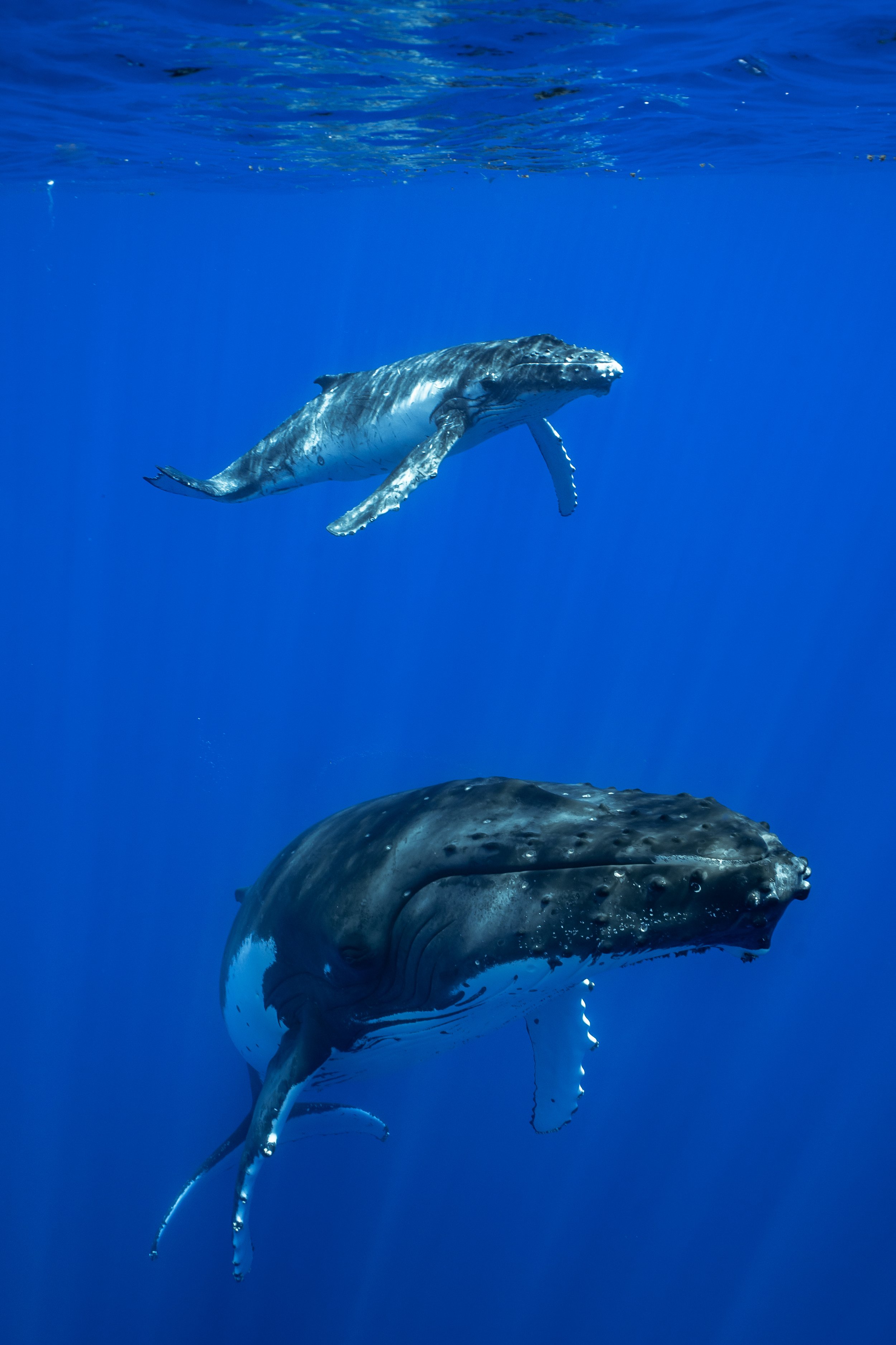 rurutu-inertia-network-matt-reichel-one-with-whales-swim-with-humpback-whales-french-polynesia-481.jpg