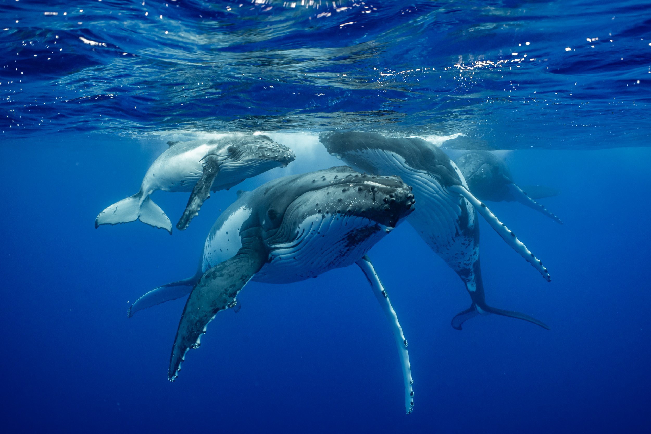 rurutu-2020-inertia-network-matt-reichel-one-with-whales-swim-with-humpback-whales-french-polynesia-week-one-re-edited-248.jpg
