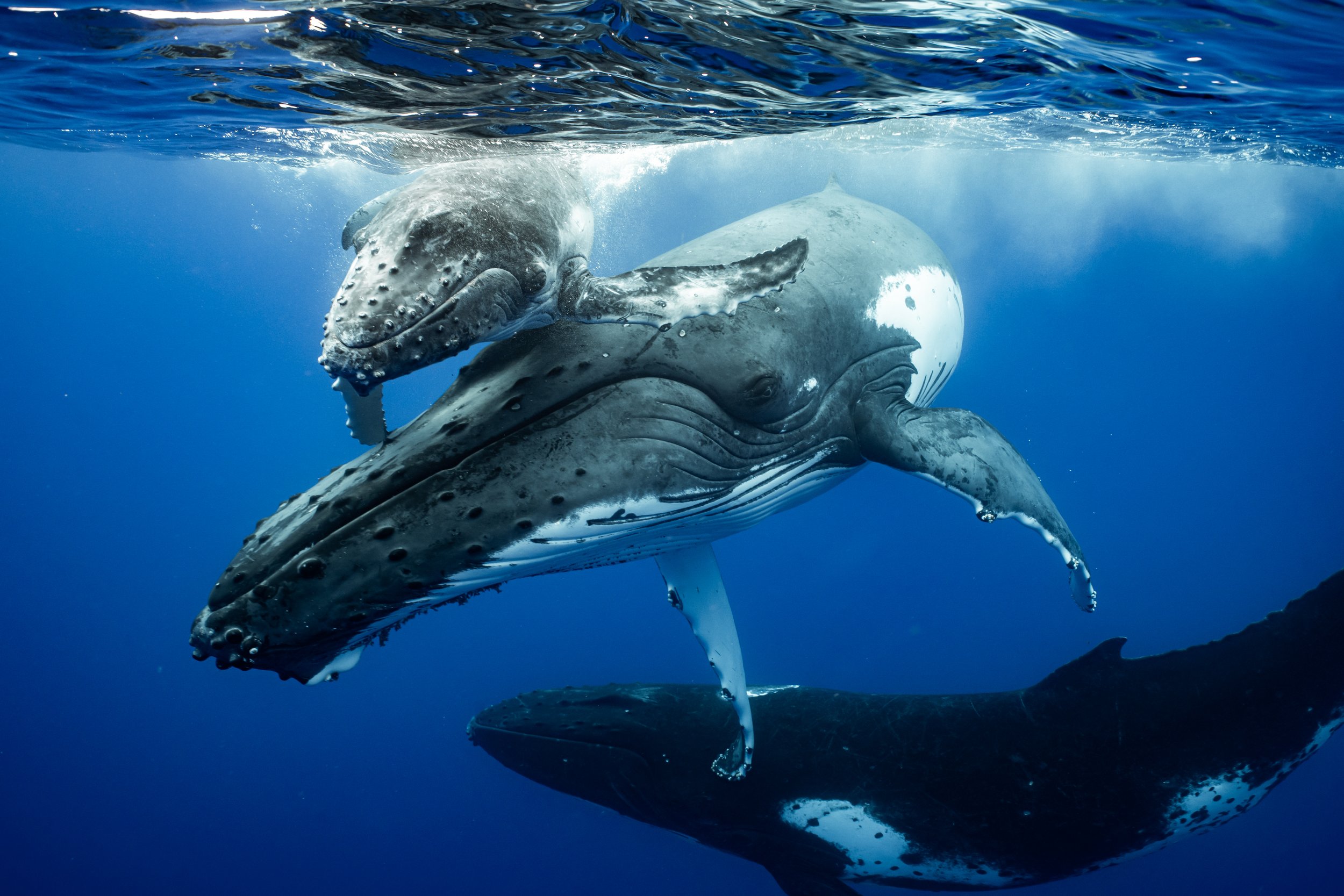 rurutu-2020-inertia-network-matt-reichel-one-with-whales-swim-with-humpback-whales-french-polynesia-week-one-re-edited-197.jpg