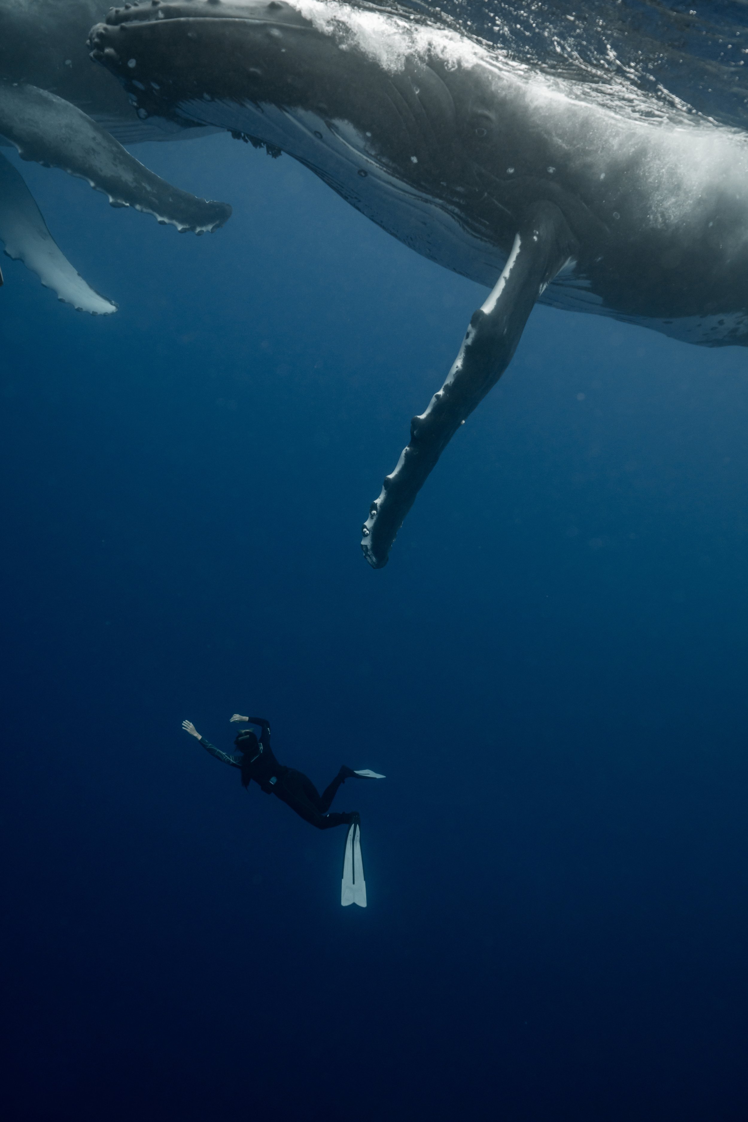 matt-reichel-rurutu-austral-islands-french-polynesia-whales-47-s.jpg